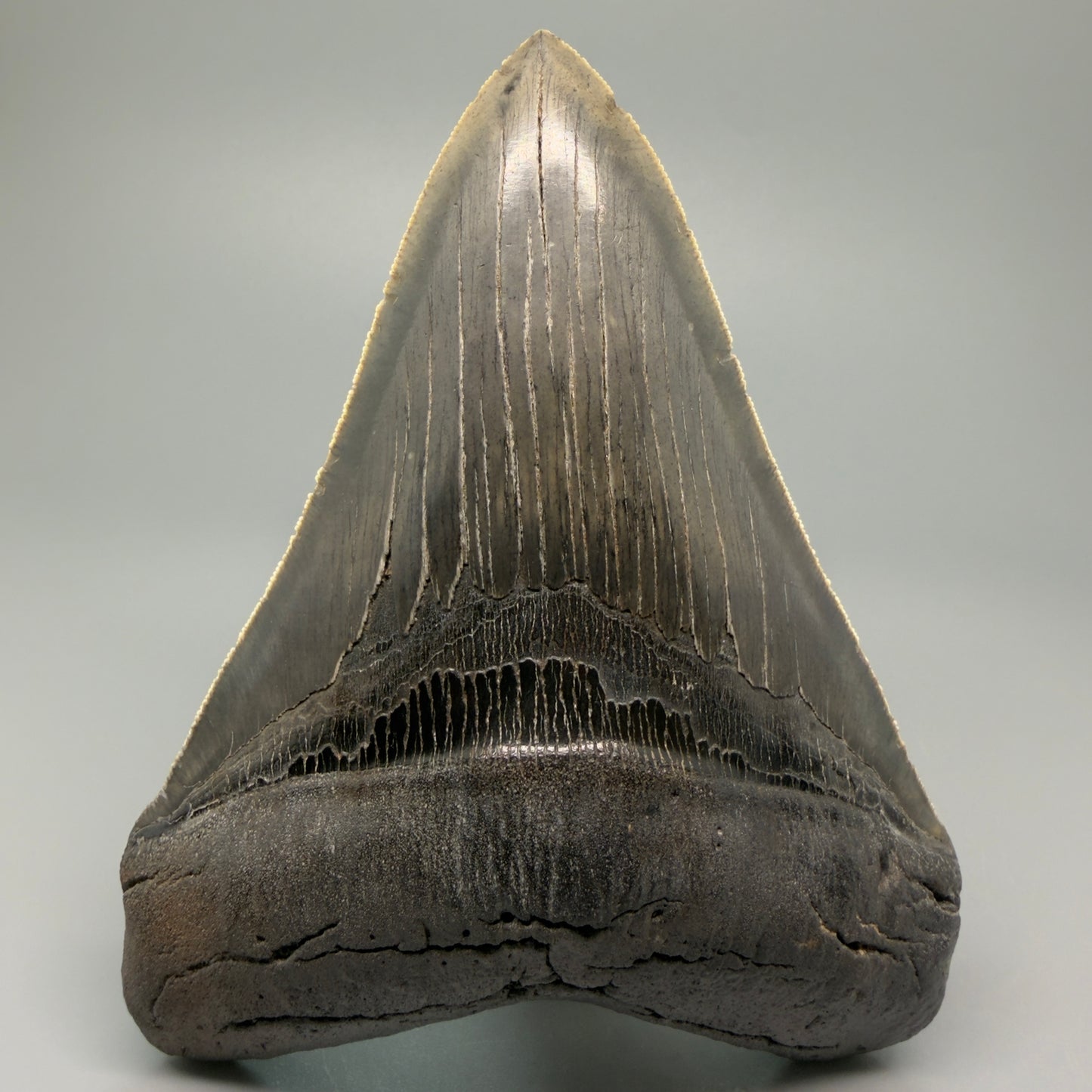 Front View Authentic 5.20" Collector Megalodon Tooth from South Carolina – Rare Fossil for Sale CM5411 - 1