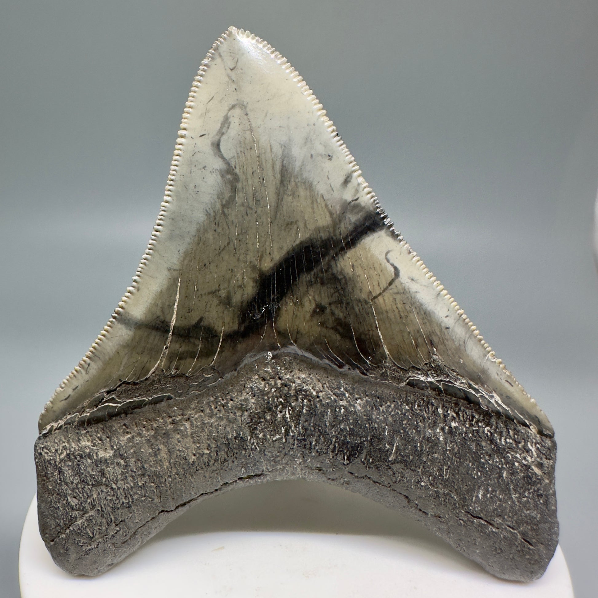 Colorful, serrated 2.93" Fossil Megalodon Shark Tooth from South Carolina CM5134 - Back 