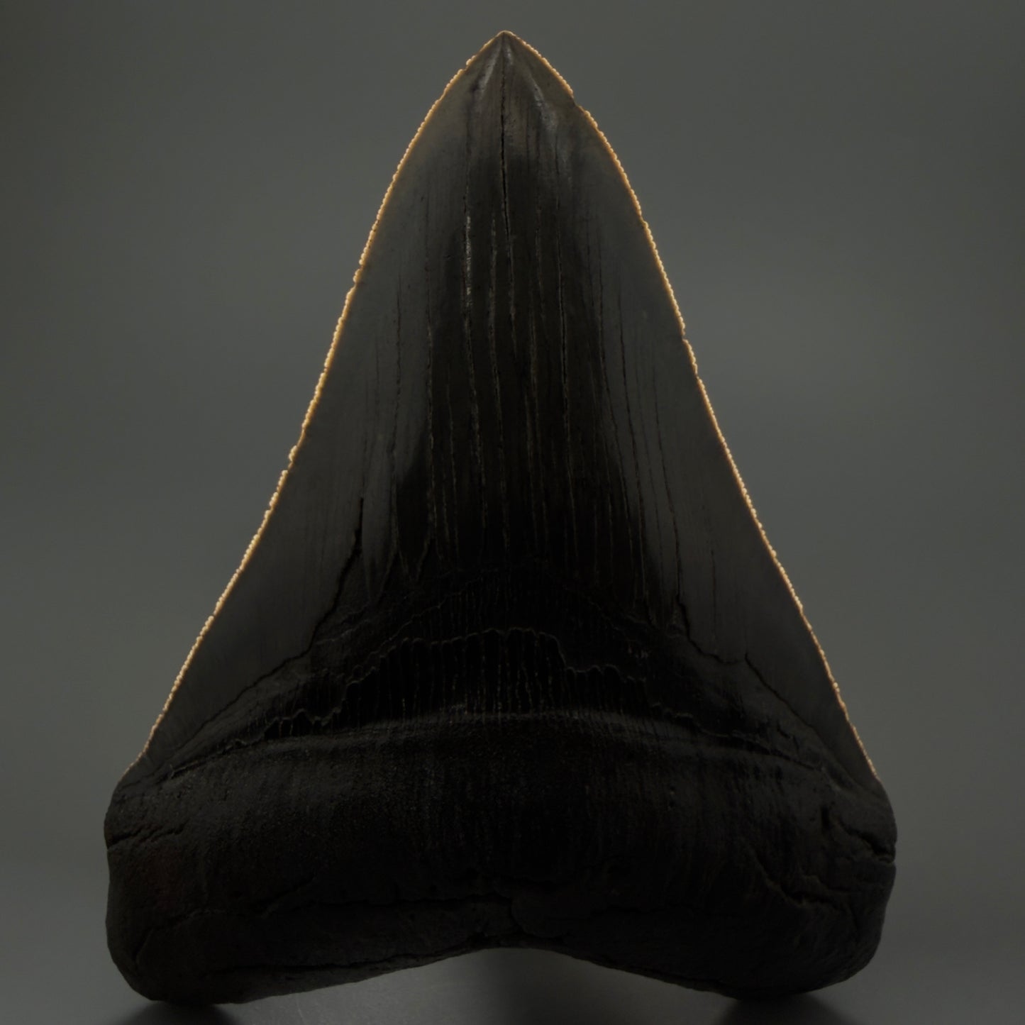 Front View showing serrations Authentic 5.20" Collector Megalodon Tooth from South Carolina – Rare Fossil for Sale CM5411 