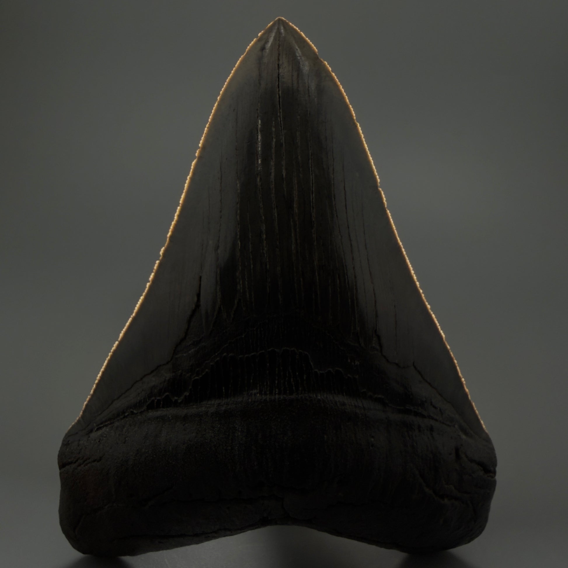 Front View showing serrations Authentic 5.20" Collector Megalodon Tooth from South Carolina – Rare Fossil for Sale CM5411 