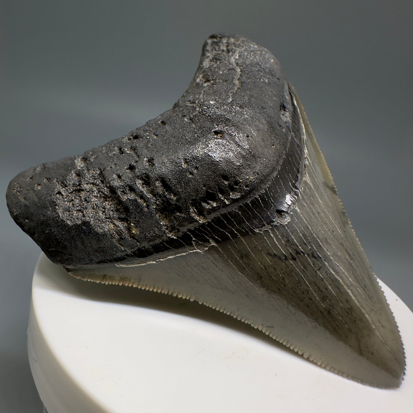 Colorful, serrated 2.93" Fossil Megalodon Shark Tooth from South Carolina CM5134 - Front Left