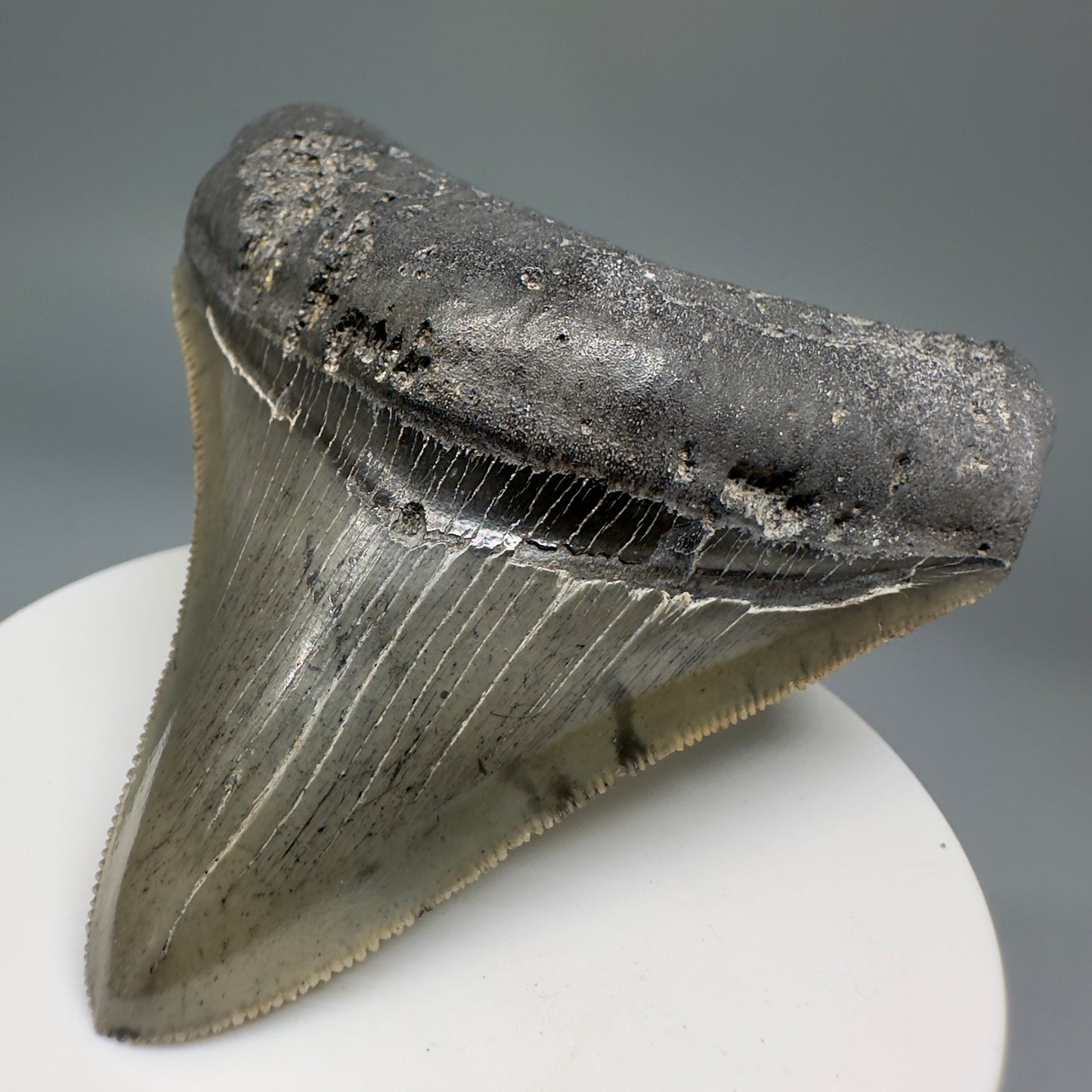 Colorful, serrated 2.93" Fossil Megalodon Shark Tooth from South Carolina CM5134 - Front Right