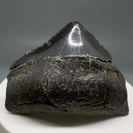 Huge Posterior 1.88" Authentic Fossil Megalodon Tooth - Georgia CM5135 - Front