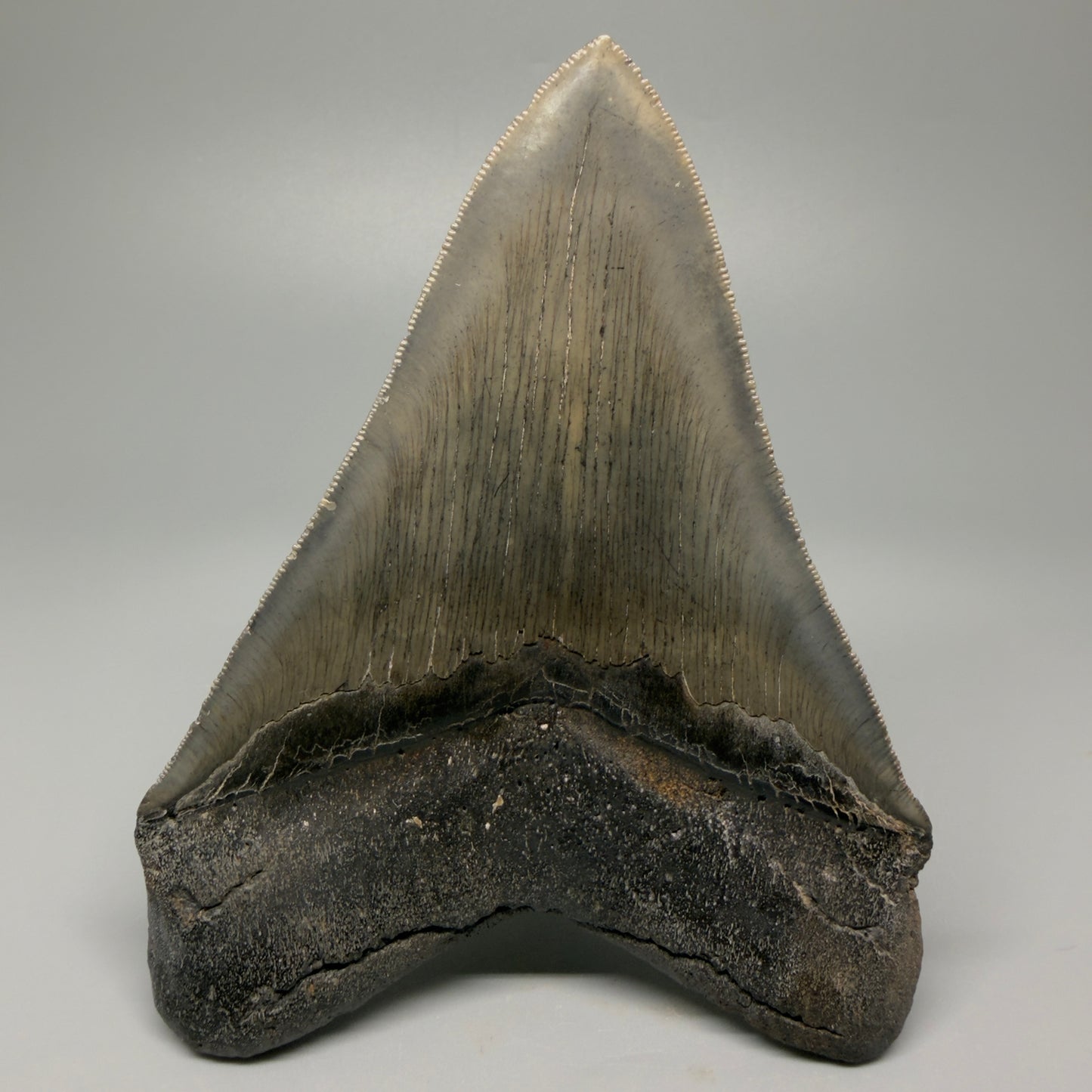 Back View Authentic 5.20" Collector Megalodon Tooth from South Carolina – Rare Fossil for Sale CM5411 