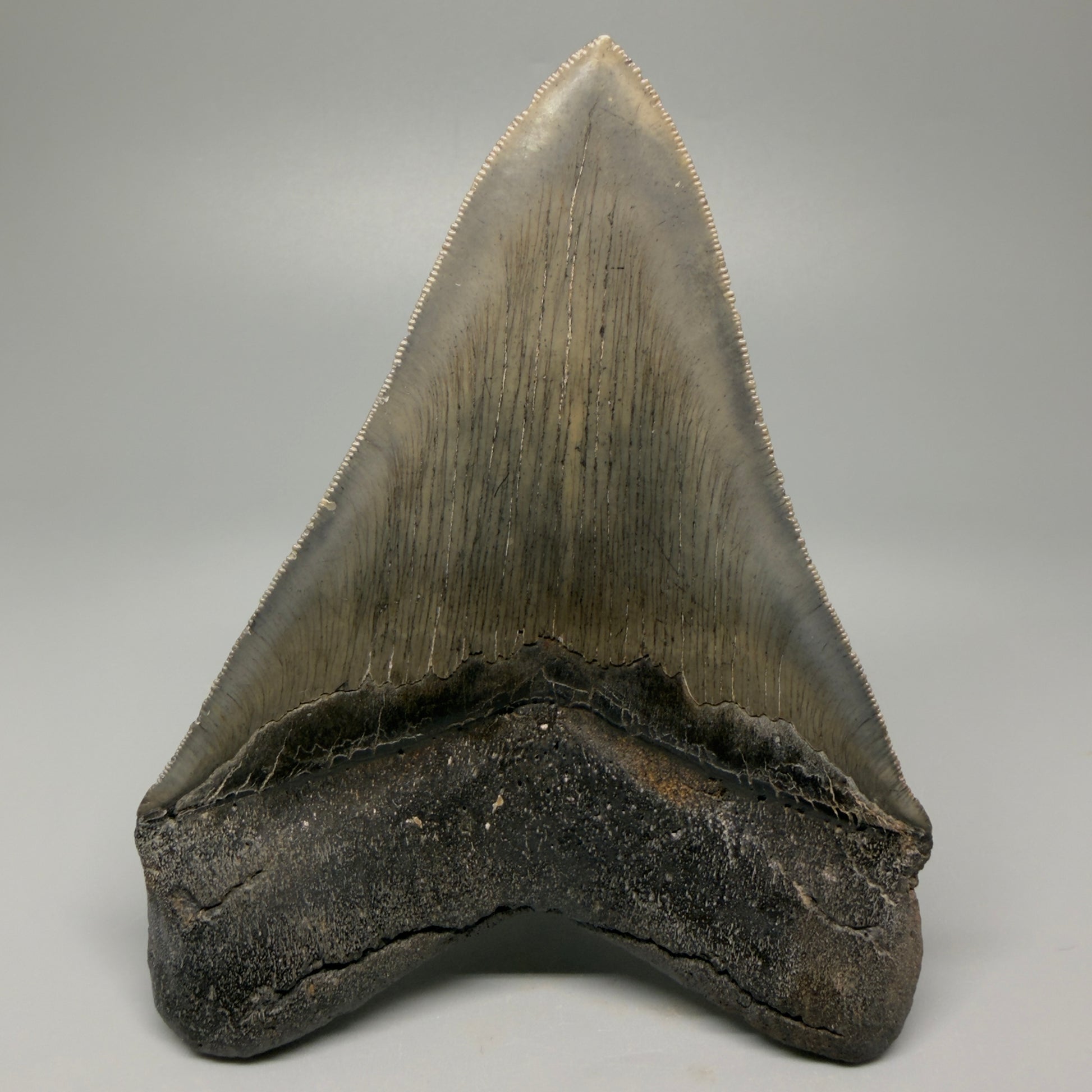 Back View Authentic 5.20" Collector Megalodon Tooth from South Carolina – Rare Fossil for Sale CM5411 