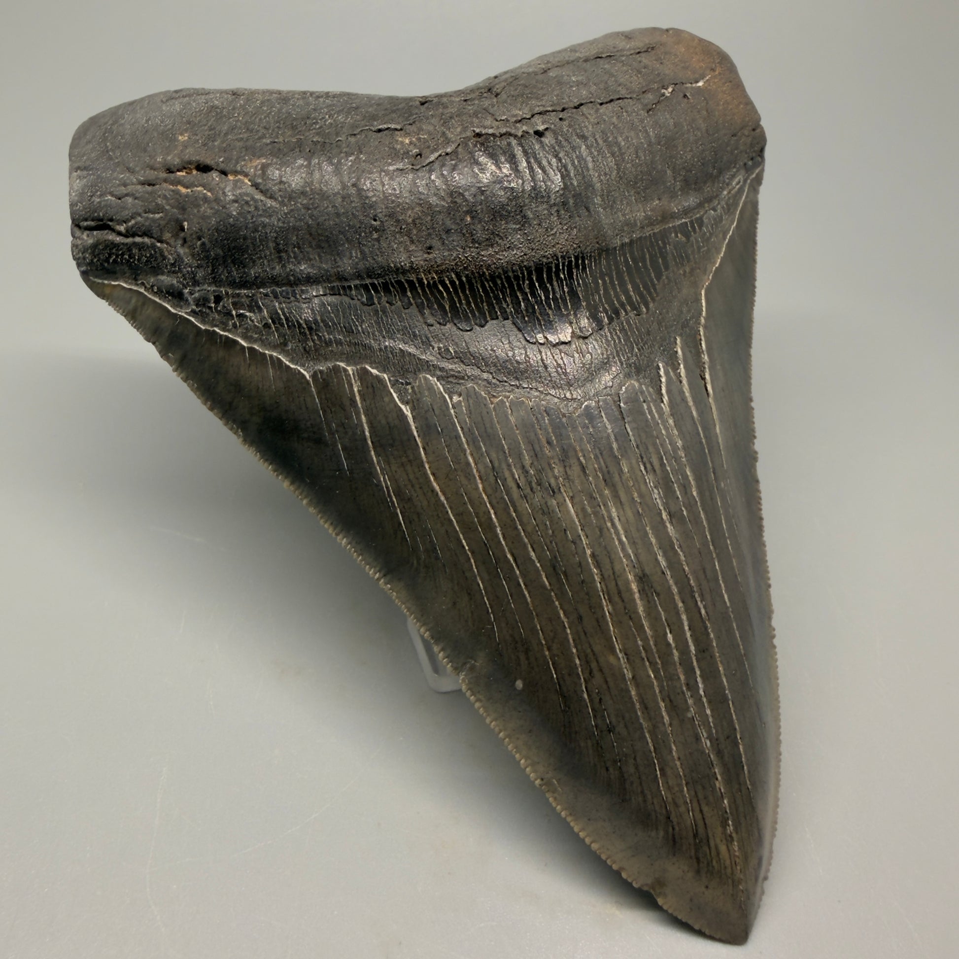 Front Left View Authentic 5.20" Collector Megalodon Tooth from South Carolina – Rare Fossil for Sale CM5411 