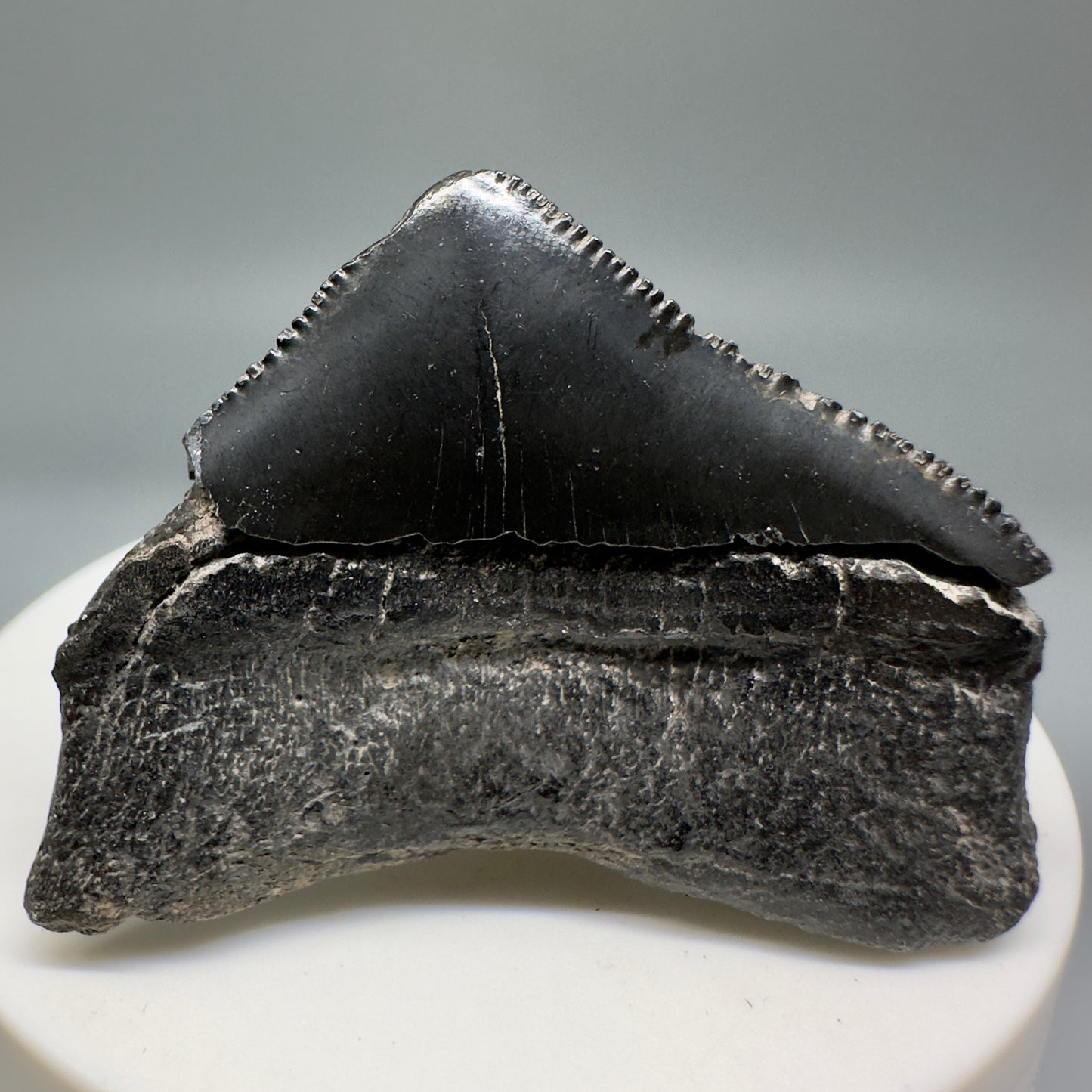 Huge Posterior 1.88" Authentic Fossil Megalodon Tooth - Georgia CM5135 - Back 