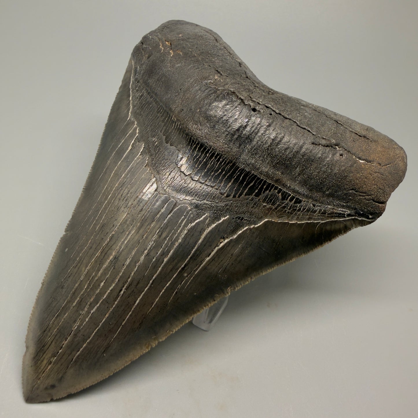 Front Right View Authentic 5.20" Collector Megalodon Tooth from South Carolina – Rare Fossil for Sale CM5411 