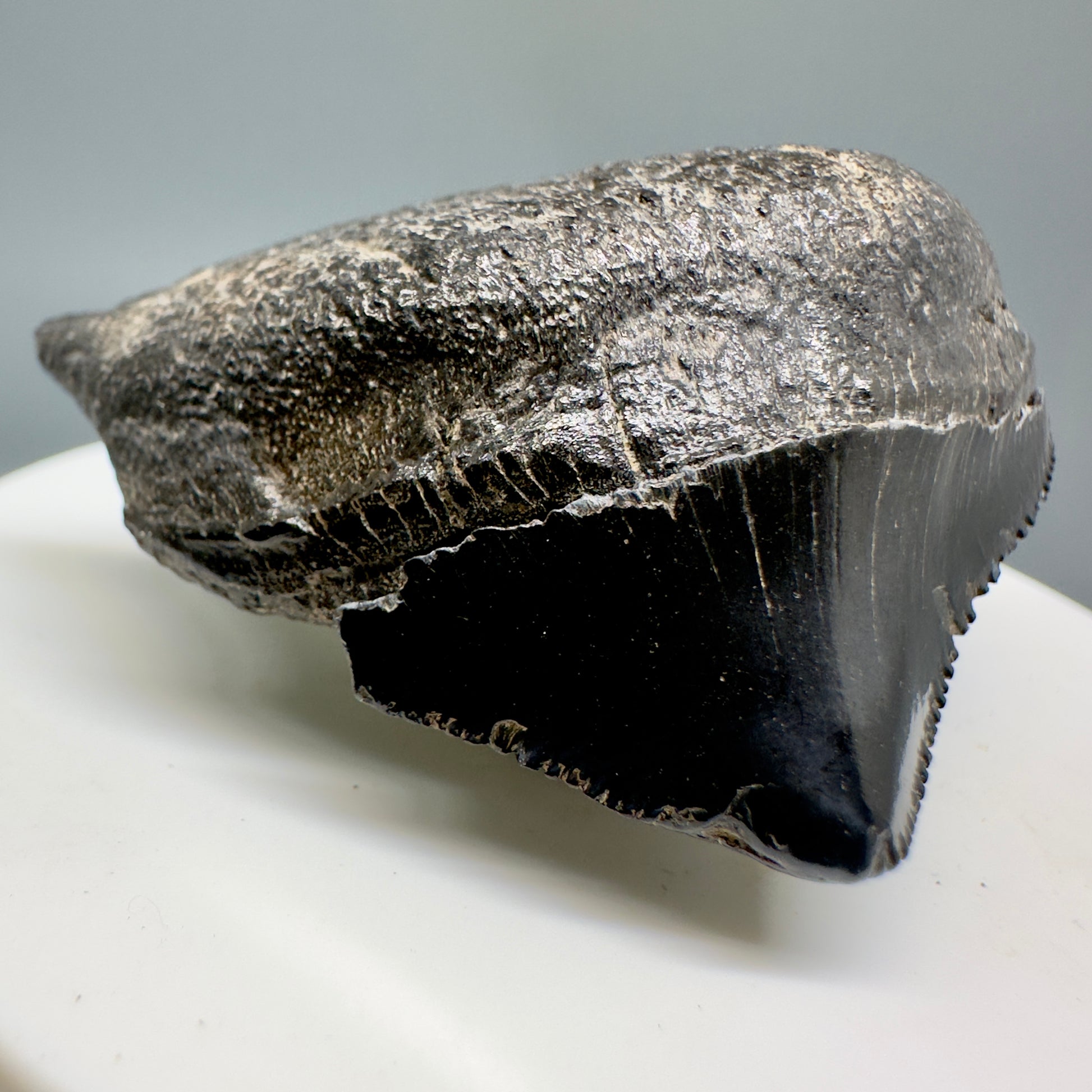 Huge Posterior 1.88" Authentic Fossil Megalodon Tooth - Georgia CM5135 - Front Left