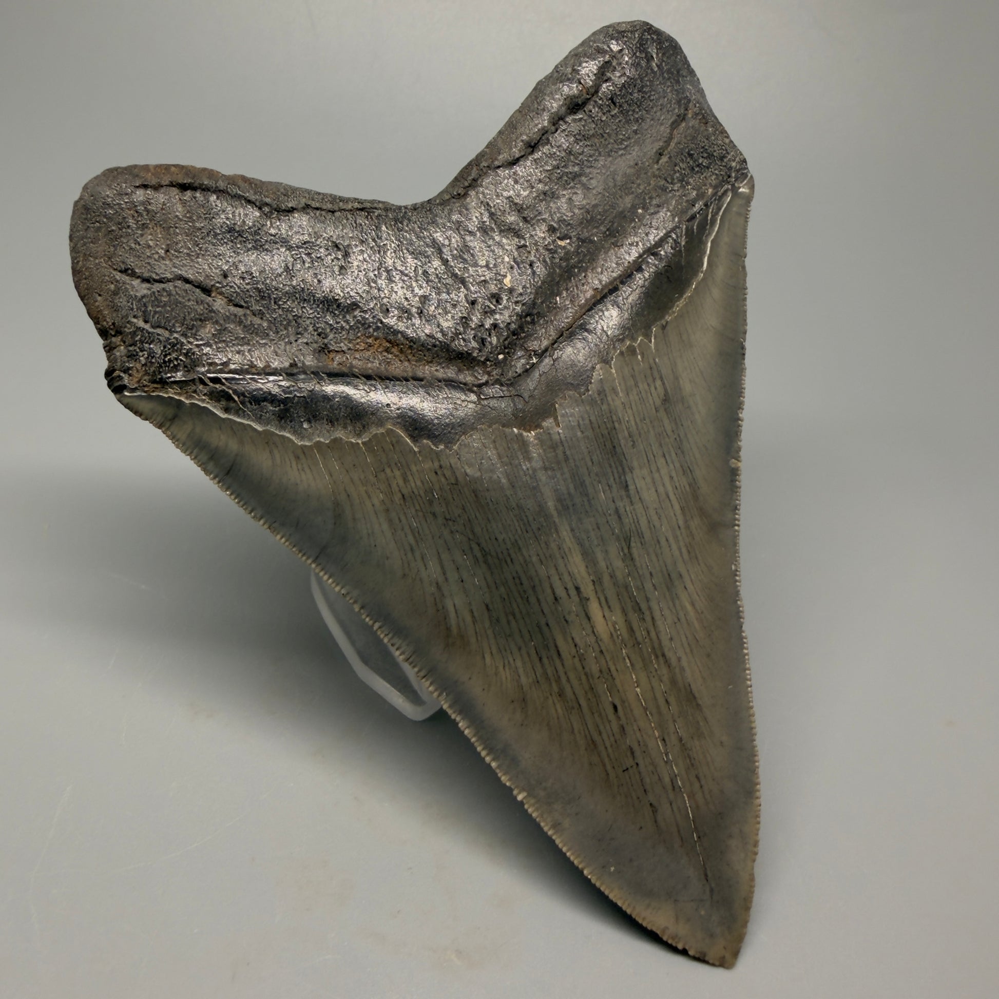 Back Left View Authentic 5.20" Collector Megalodon Tooth from South Carolina – Rare Fossil for Sale CM5411 