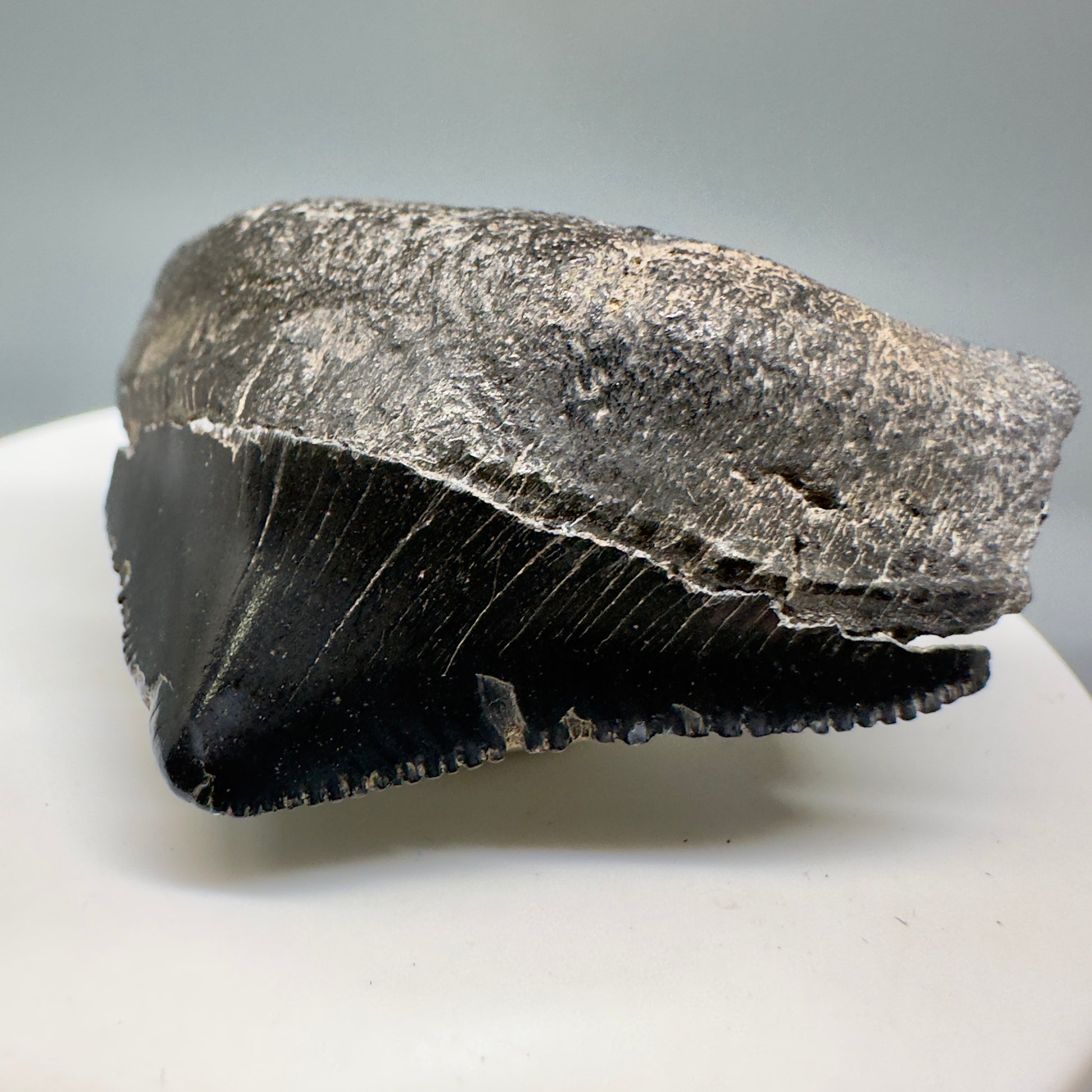 Huge Posterior 1.88" Authentic Fossil Megalodon Tooth - Georgia CM5135 - Front Right