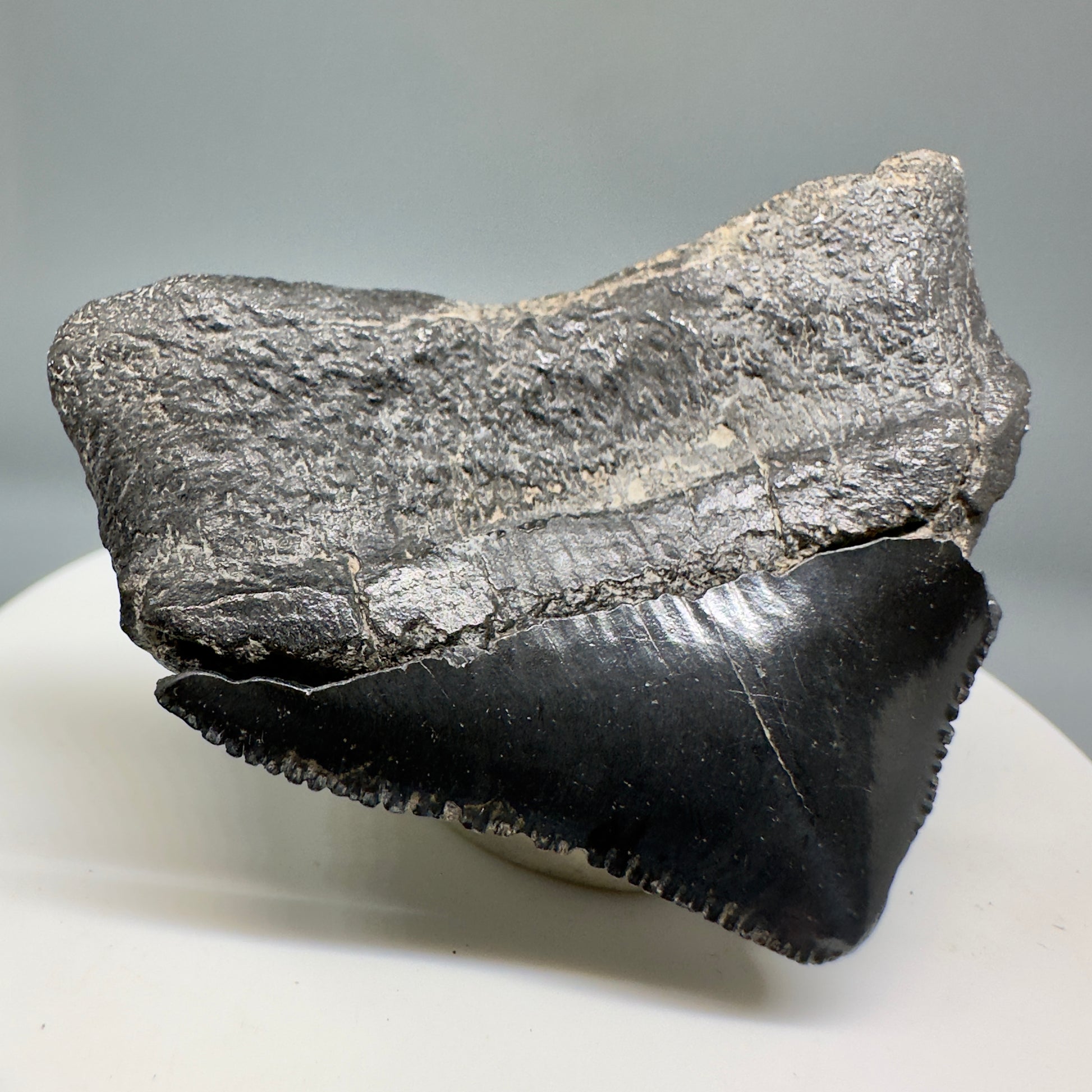 Huge Posterior 1.88" Authentic Fossil Megalodon Tooth - Georgia CM5135 - Back Left
