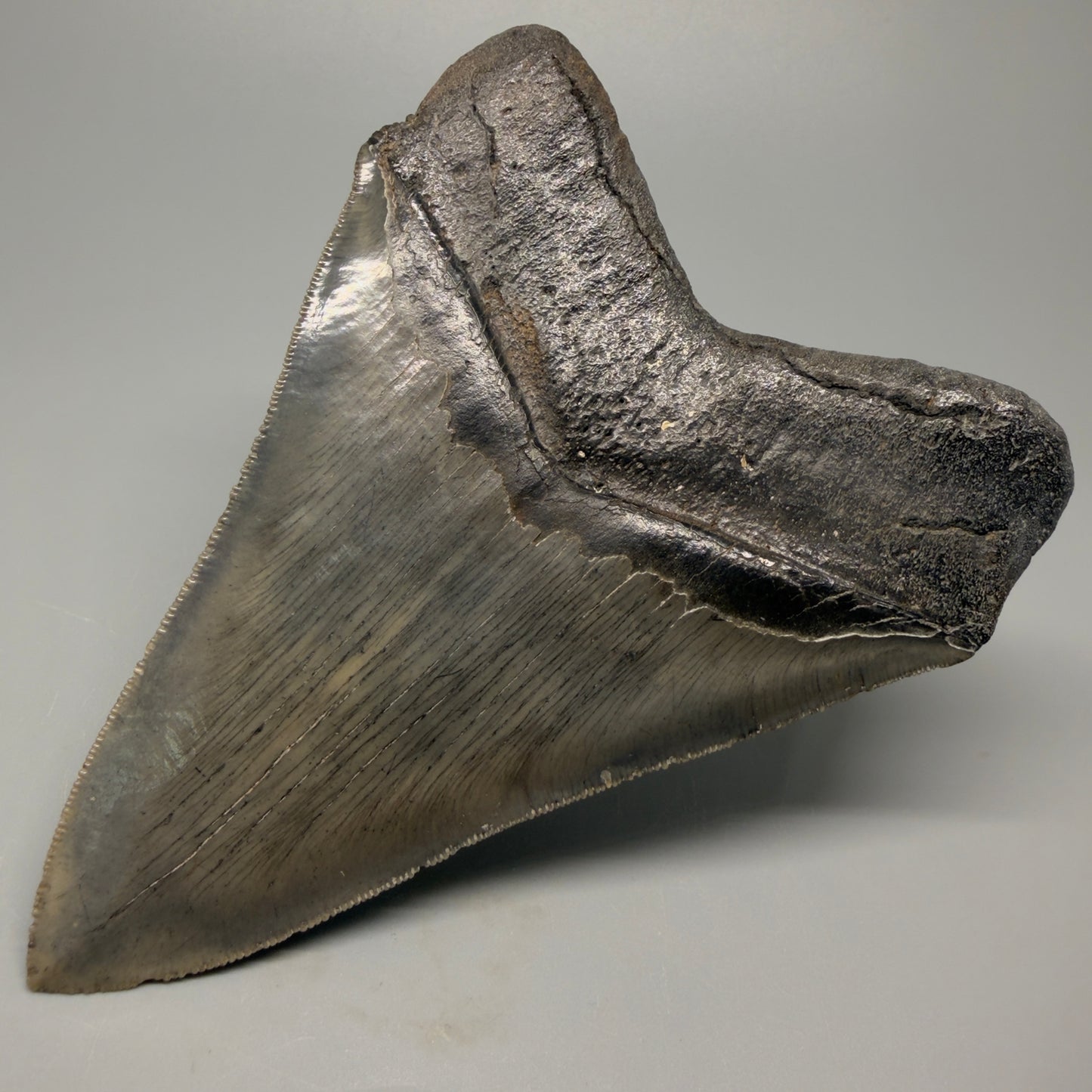 Back Right Left View Authentic 5.20" Collector Megalodon Tooth from South Carolina – Rare Fossil for Sale CM5411 