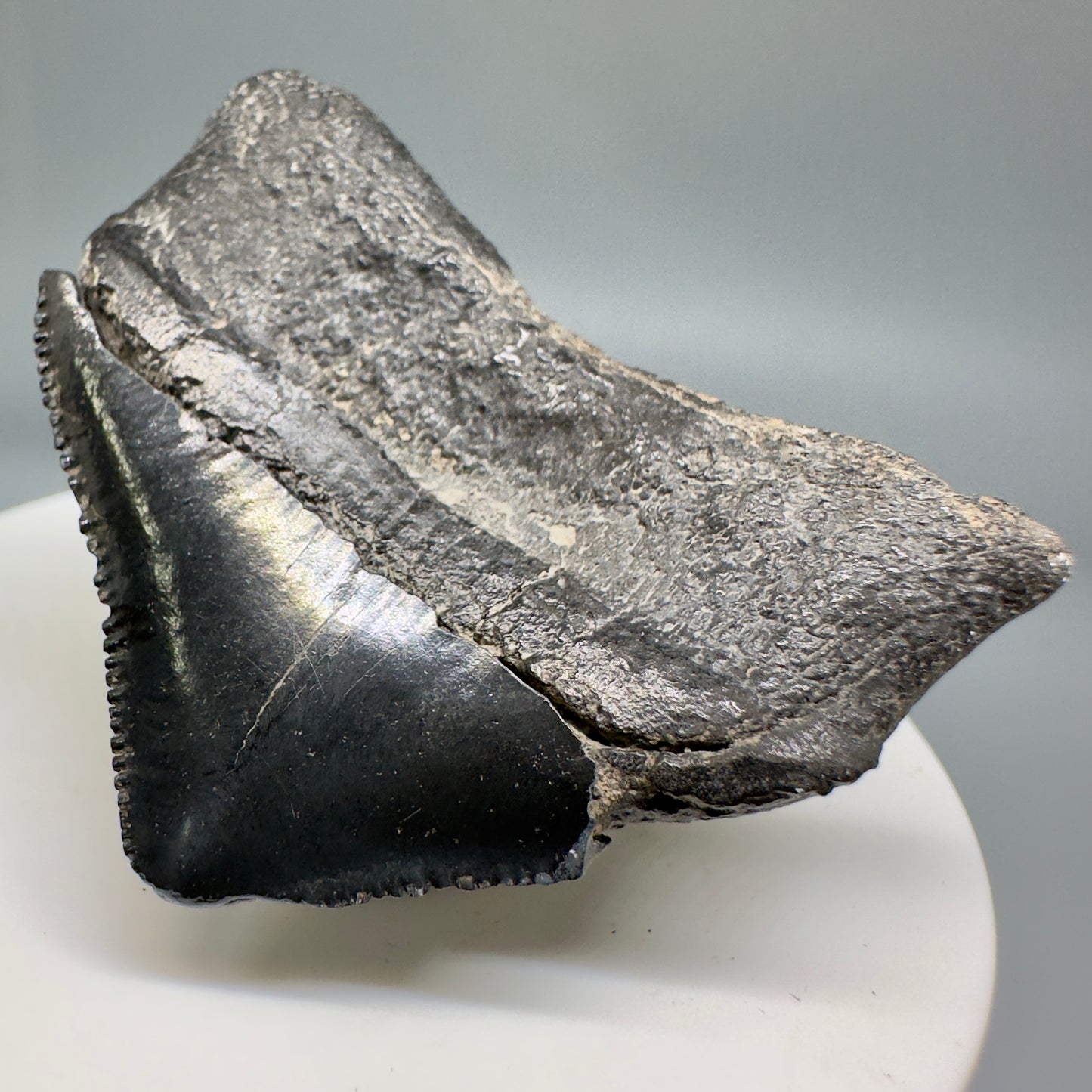Huge Posterior 1.88" Authentic Fossil Megalodon Tooth - Georgia CM5135 - Back Right