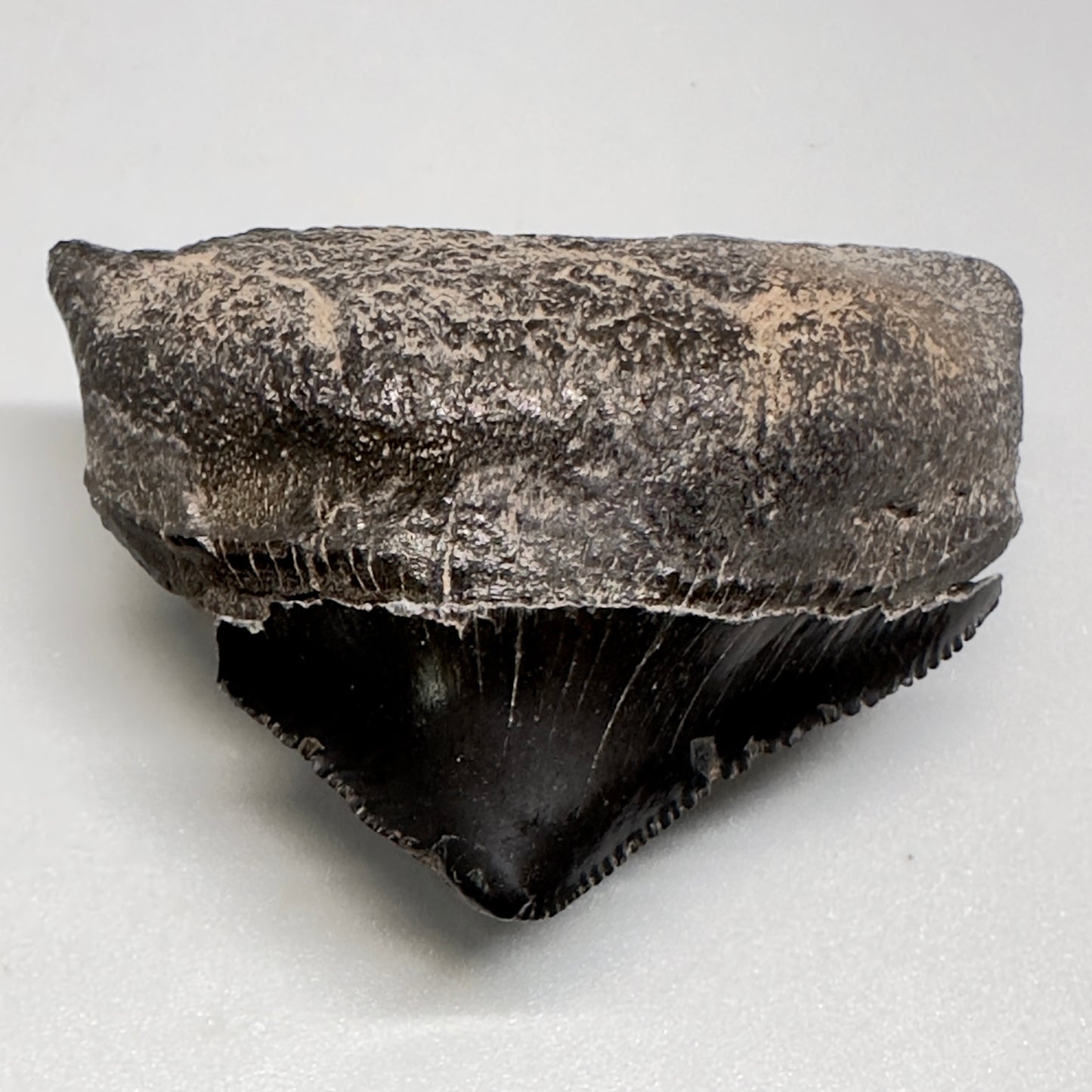 Huge Posterior 1.88" Authentic Fossil Megalodon Tooth - Georgia CM5135 - Front1