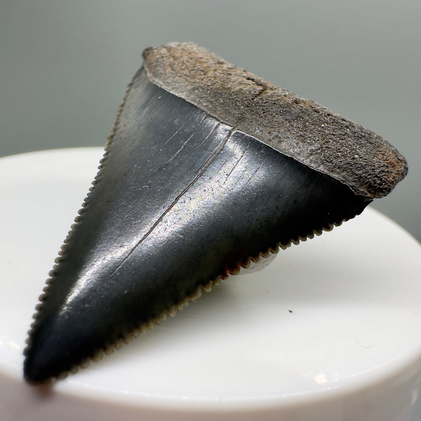 Great White Shark Tooth 1.68" Sharply Serrated from South Carolina GW1071 - Front Right