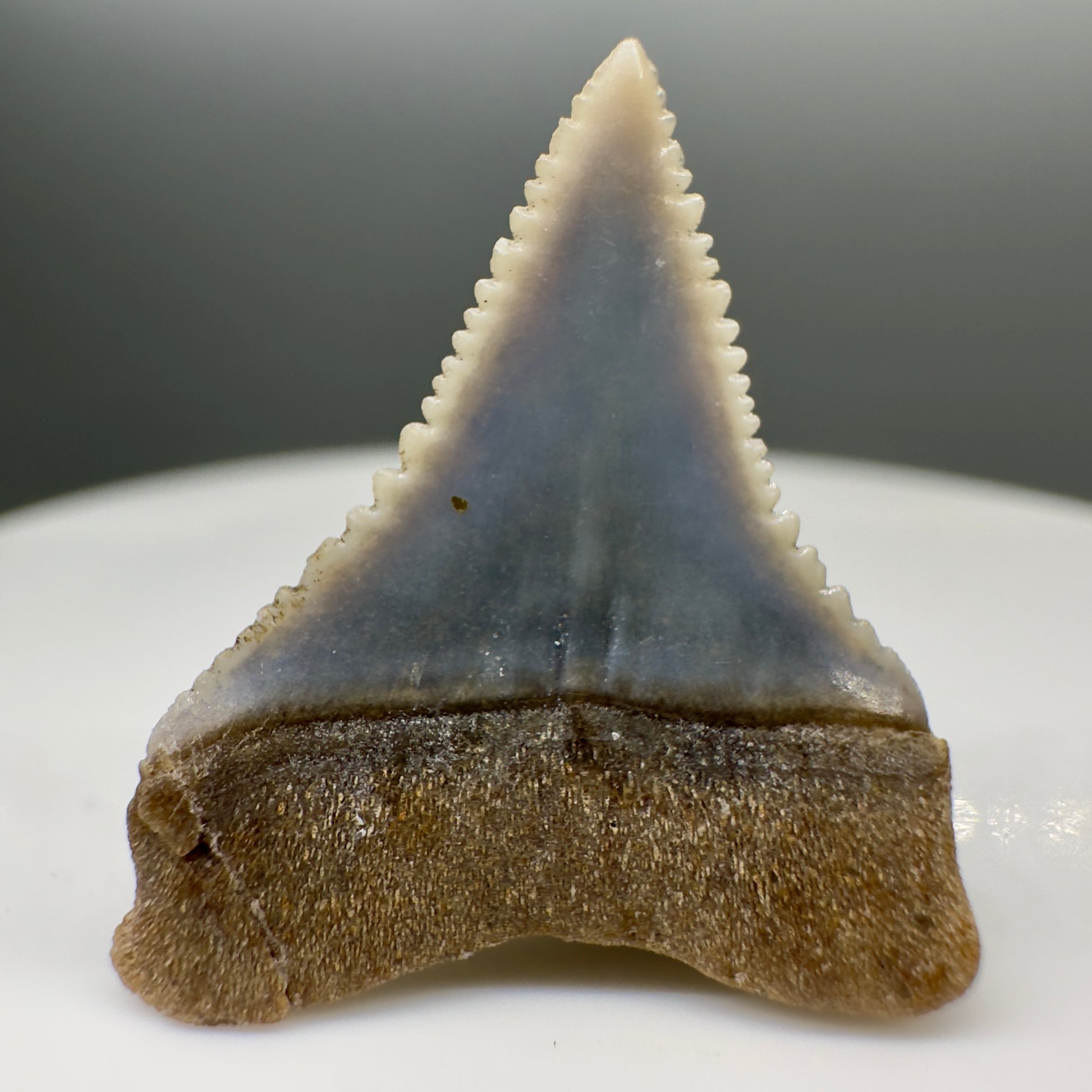 Blue colors, Juvenile 0.89" Sharply Serrated Fossil Great White Shark Tooth from Peru GW1065 - Back
