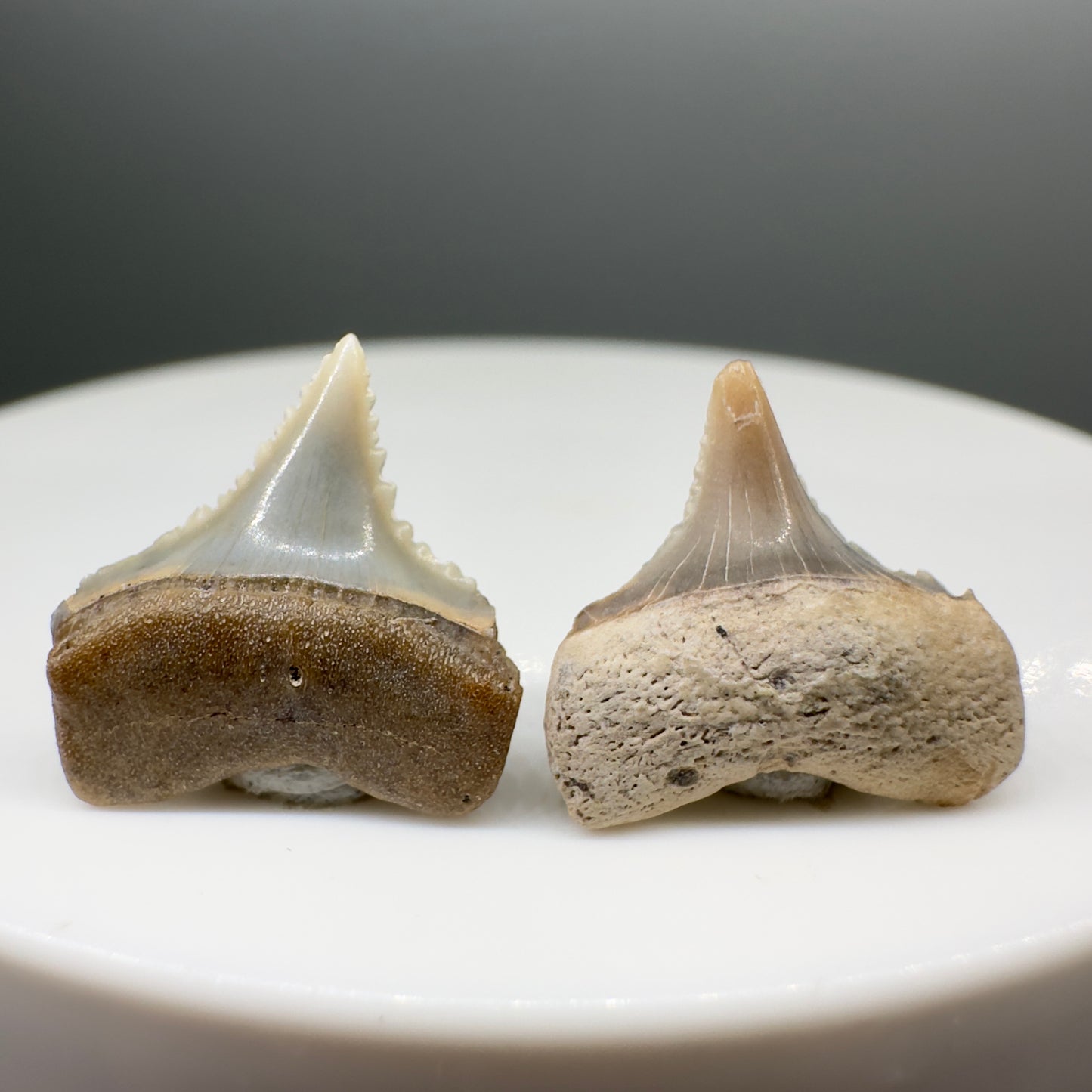 Pair of colorful, little Sharply Serrated Fossil Great White Shark Teeth from Peru GW1064 - Front 1