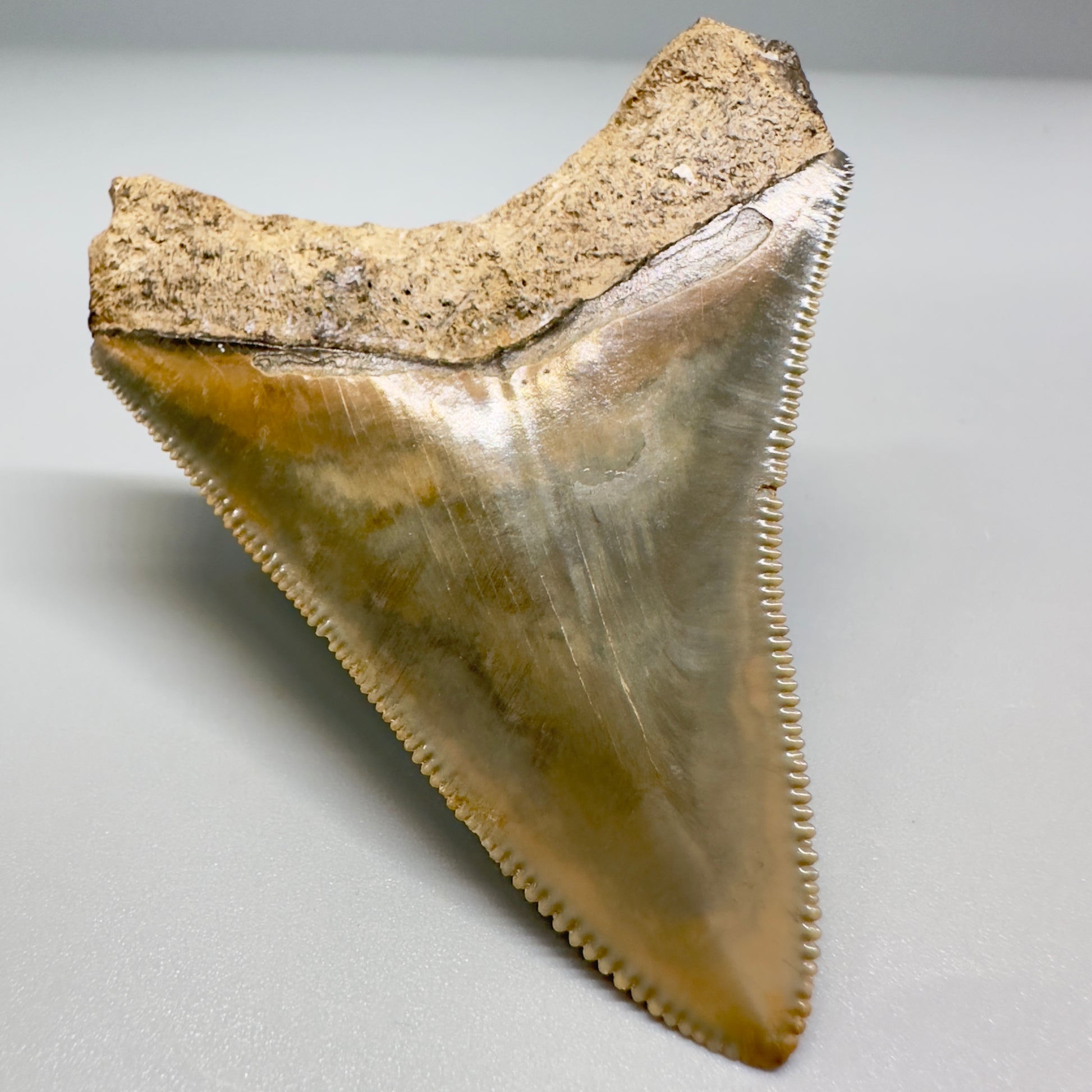 Colorful, serrated 2.66" Fossil Megalodon Shark Tooth from Georgia CM5137 - Back Left