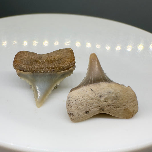 Pair of colorful, little Sharply Serrated Fossil Great White Shark Teeth from Peru GW1064 - Front