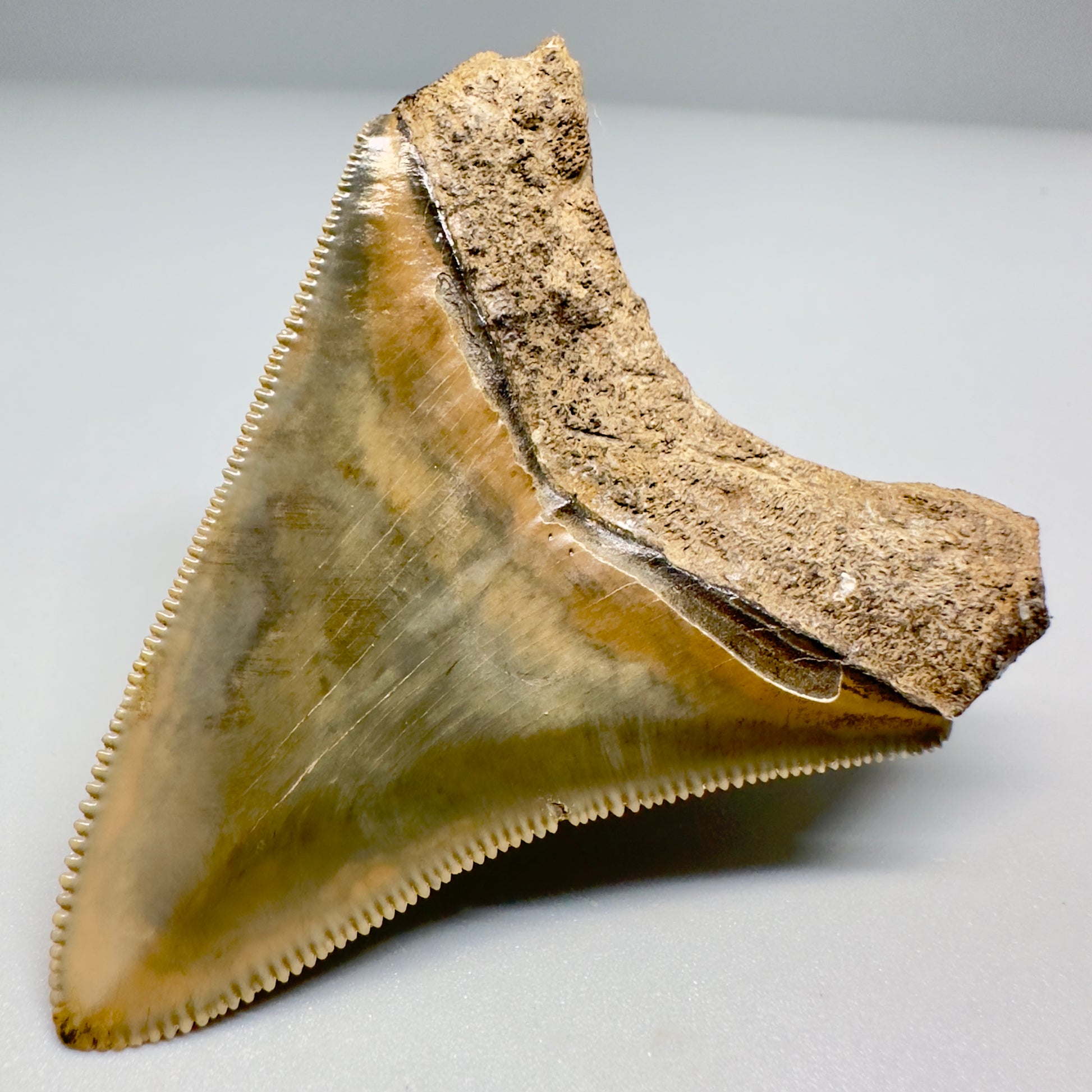 Colorful, serrated 2.66" Fossil Megalodon Shark Tooth from Georgia CM5137 - Back Right