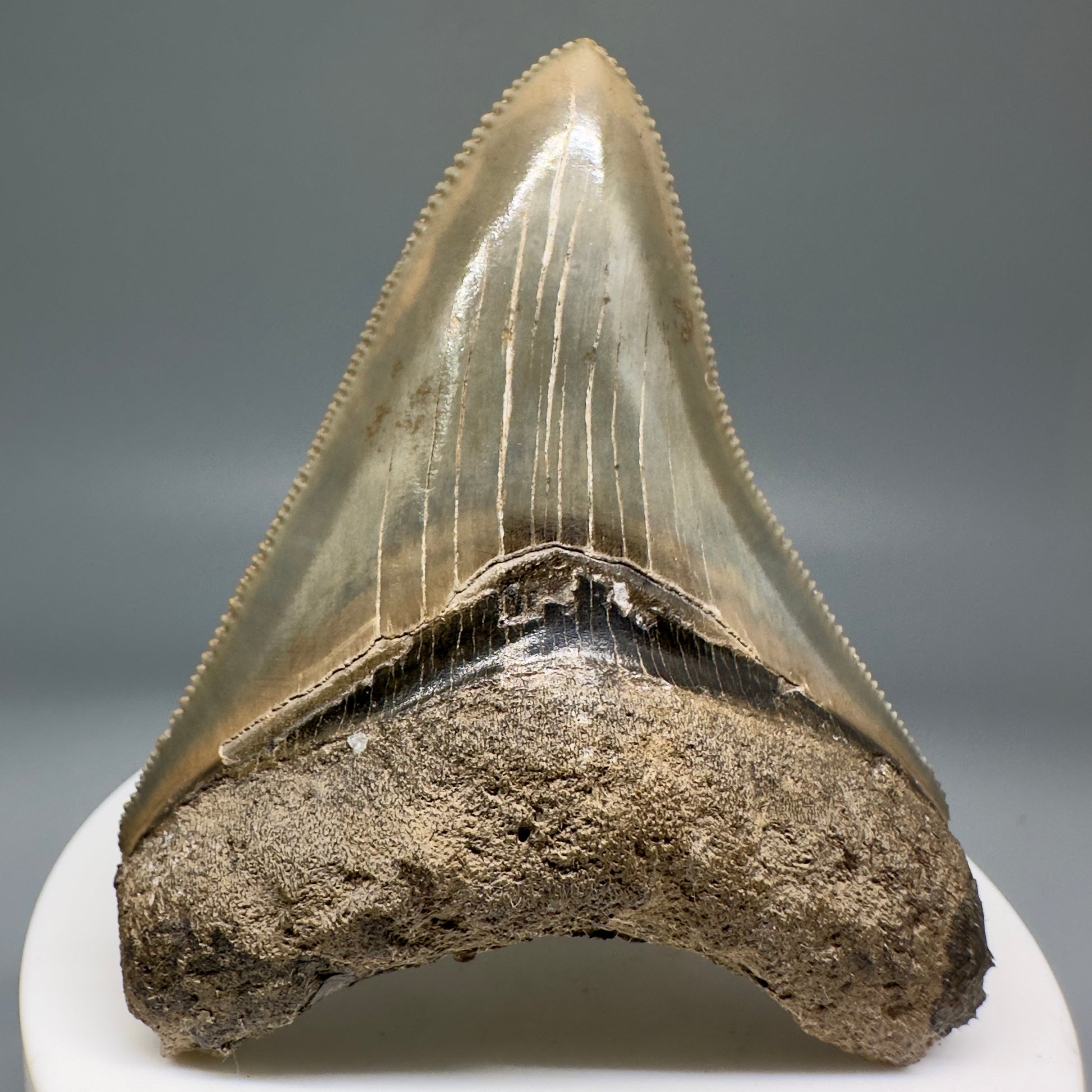 Colorful, serrated 2.66" Fossil Megalodon Shark Tooth from Georgia CM5137 - Front
