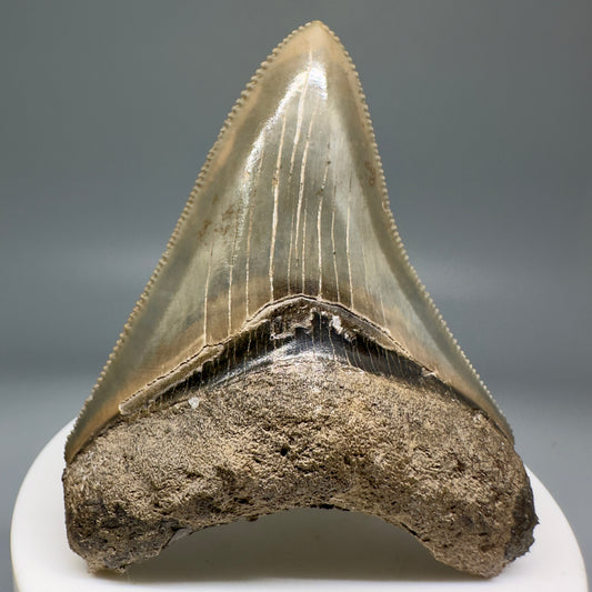 Colorful, serrated 2.66" Fossil Megalodon Shark Tooth from Georgia CM5137 - Front