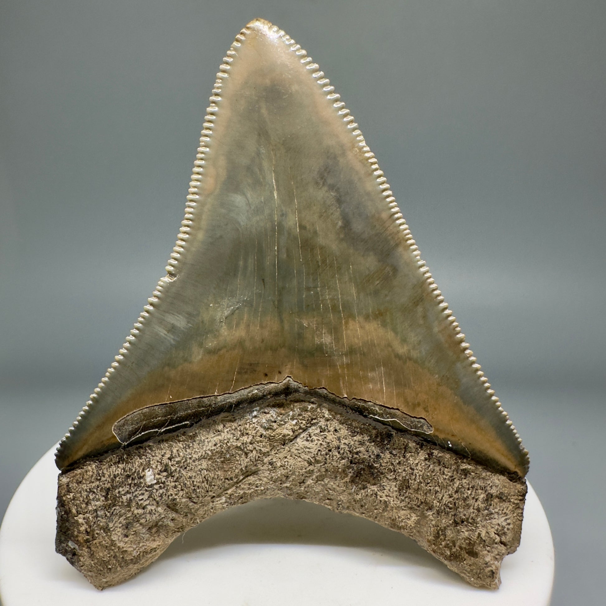 Colorful, serrated 2.66" Fossil Megalodon Shark Tooth from Georgia CM5137 - Back 
