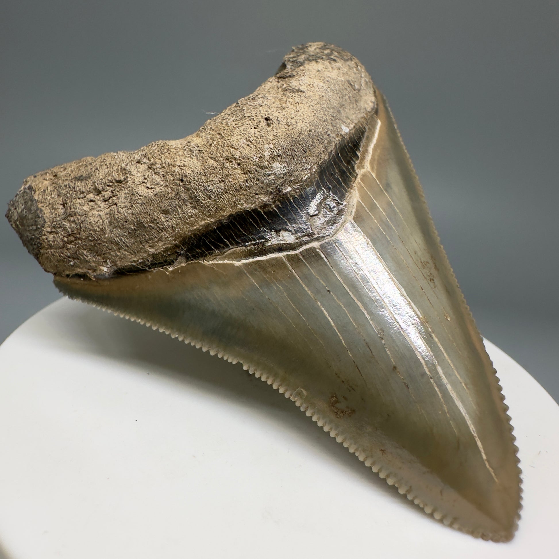 Colorful, serrated 2.66" Fossil Megalodon Shark Tooth from Georgia CM5137 - Front Left