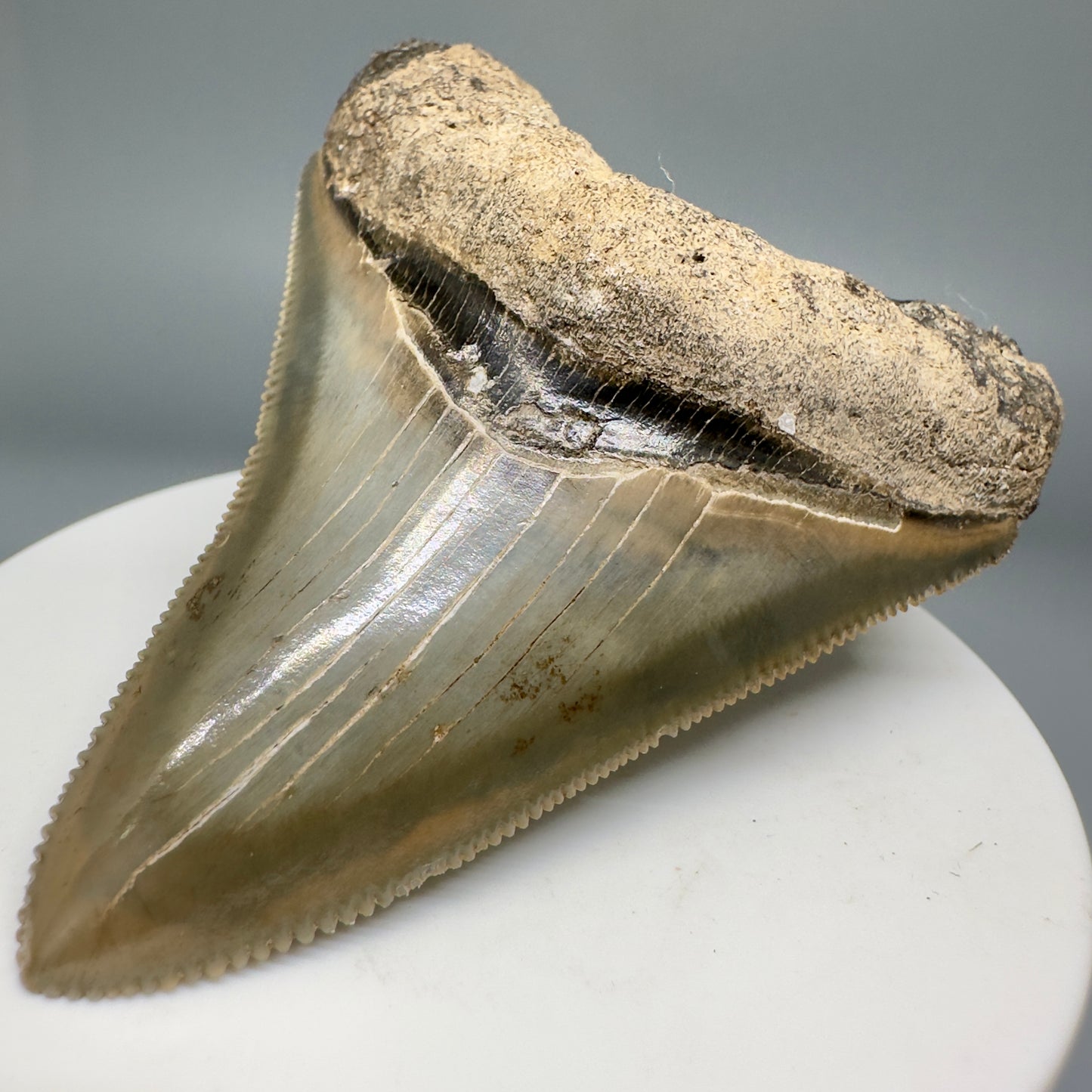 Colorful, serrated 2.66" Fossil Megalodon Shark Tooth from Georgia CM5137 - Front Right