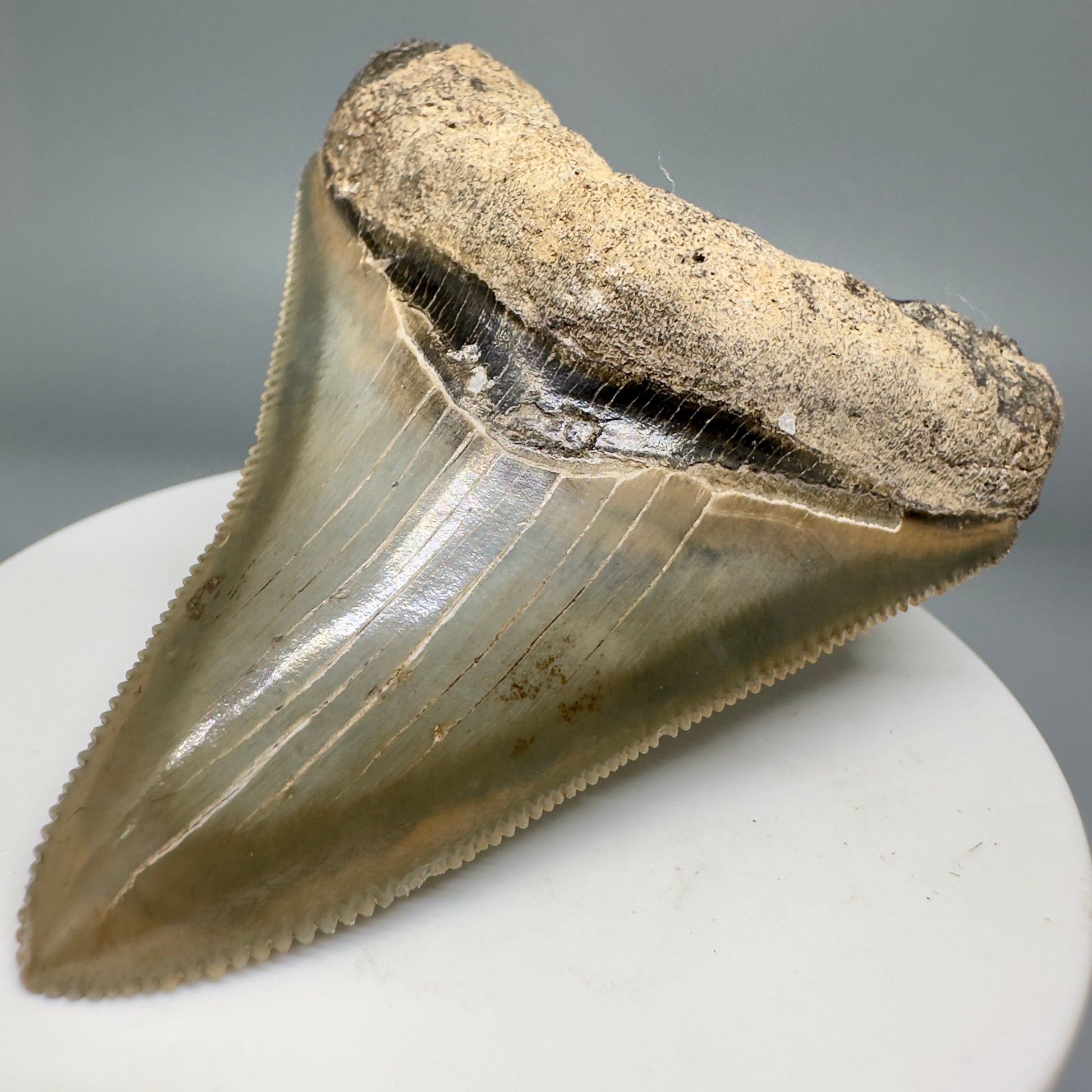Colorful, serrated 2.66" Fossil Megalodon Shark Tooth from Georgia CM5137 - Front Right