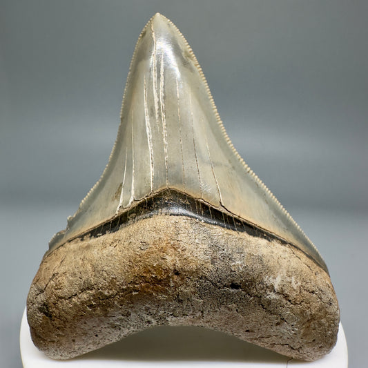 Colorful, serrated 2.89" Fossil Megalodon Shark Tooth from Georgia CM5138 - Front