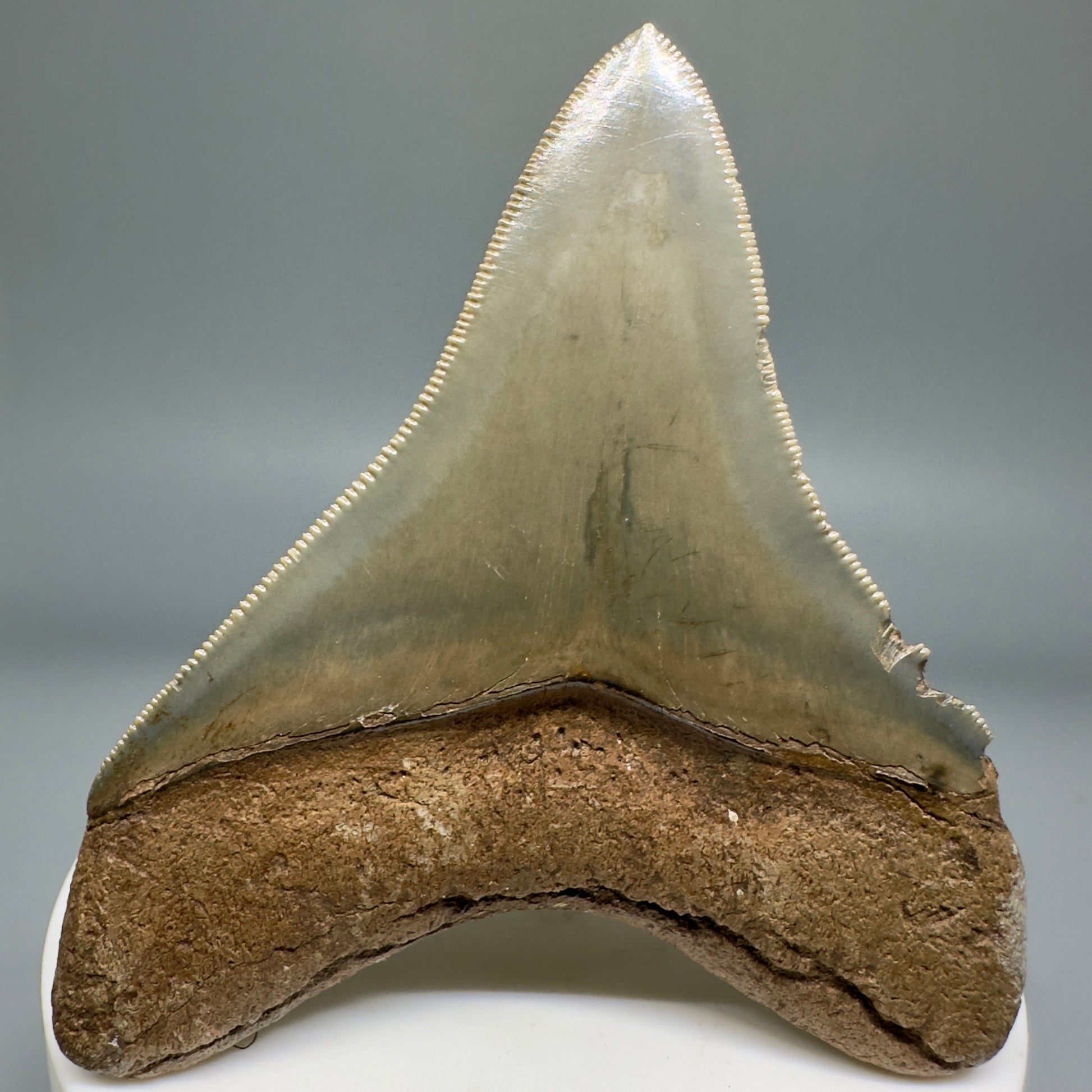 Colorful, serrated 2.89" Fossil Megalodon Shark Tooth from Georgia CM5138 - Back 