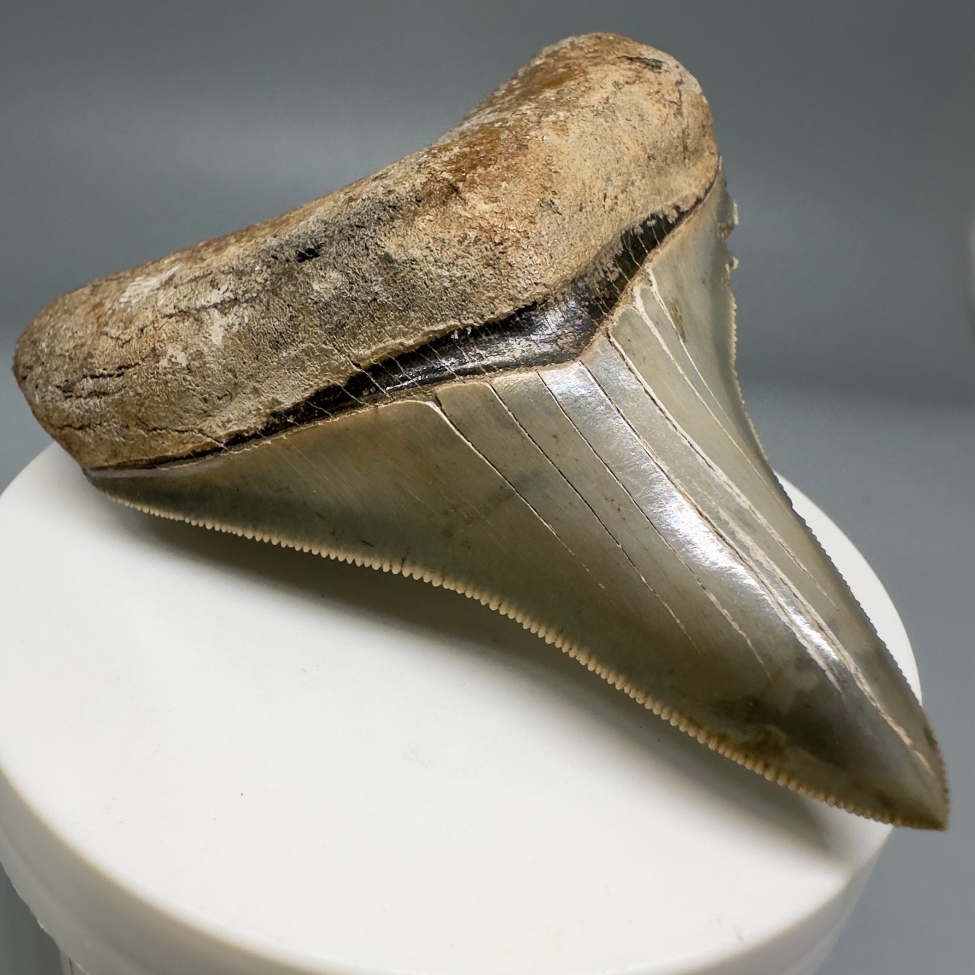 Colorful, serrated 2.89" Fossil Megalodon Shark Tooth from Georgia CM5138 - Front Left