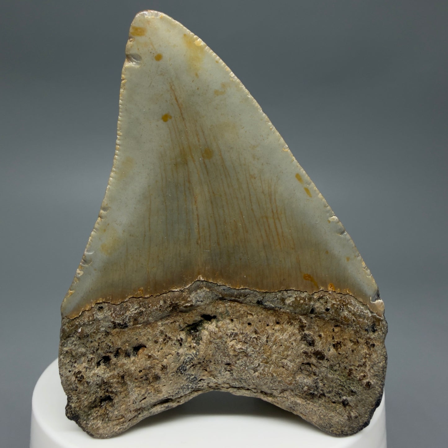 Back View Colorful 2.89" Fossil Megalodon Tooth - Authentic Carcharocles megalodon Fossil from North Carolina CM6295