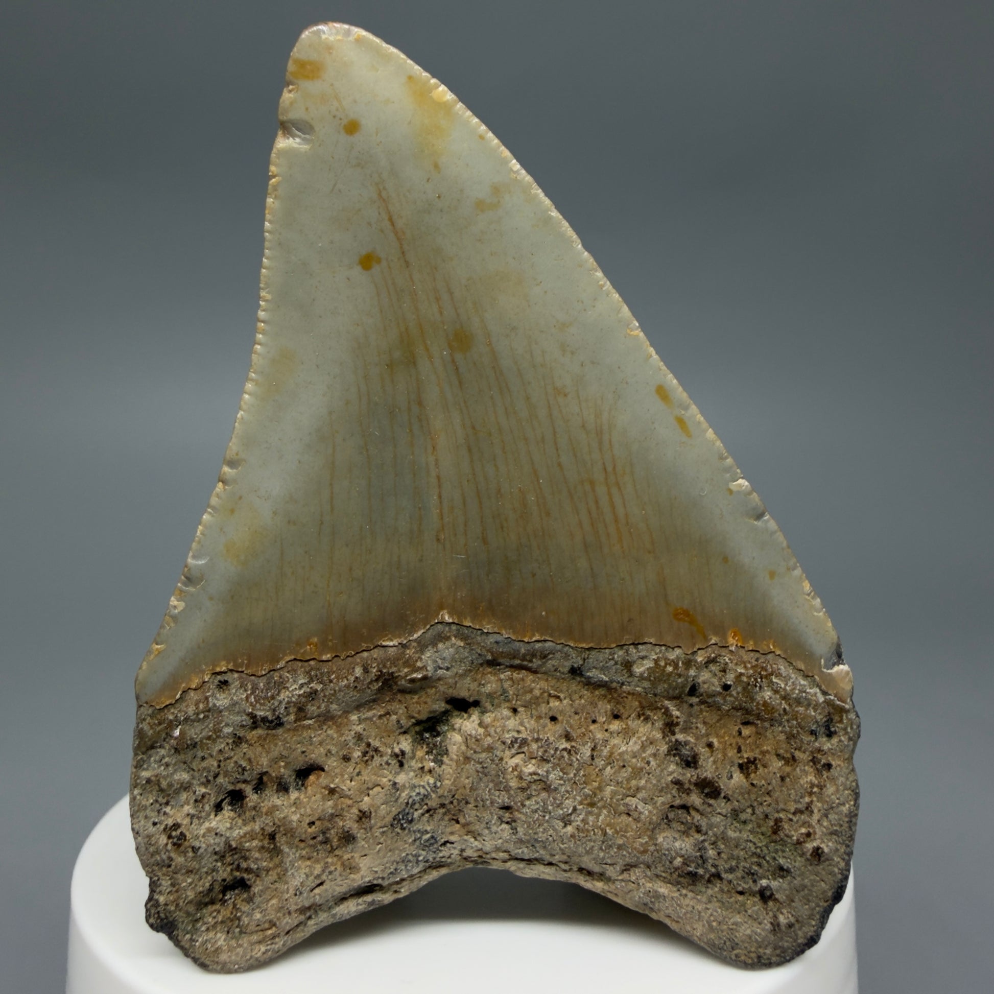 Back View Colorful 2.89" Fossil Megalodon Tooth - Authentic Carcharocles megalodon Fossil from North Carolina CM6295