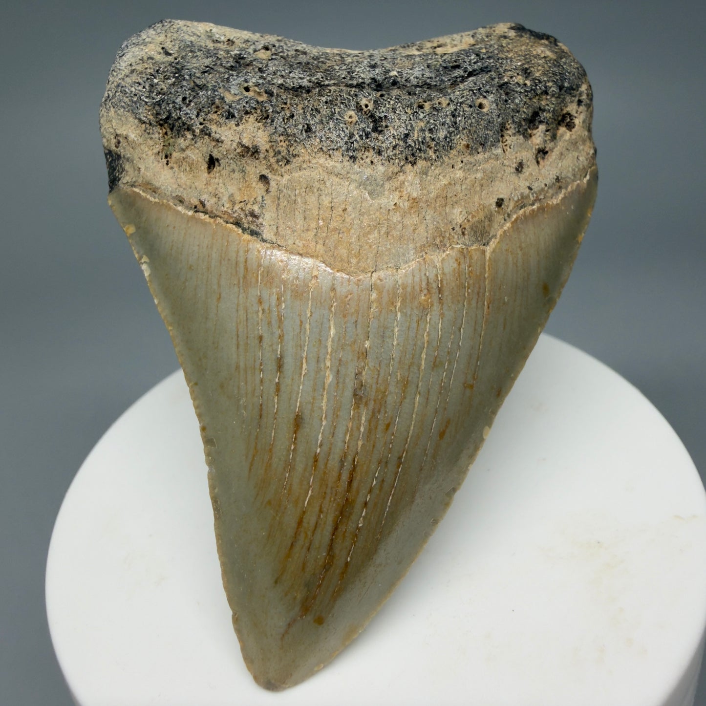 Front View Colorful 2.89" Fossil Megalodon Tooth - Authentic Carcharocles megalodon Fossil from North Carolina CM6295 - 1