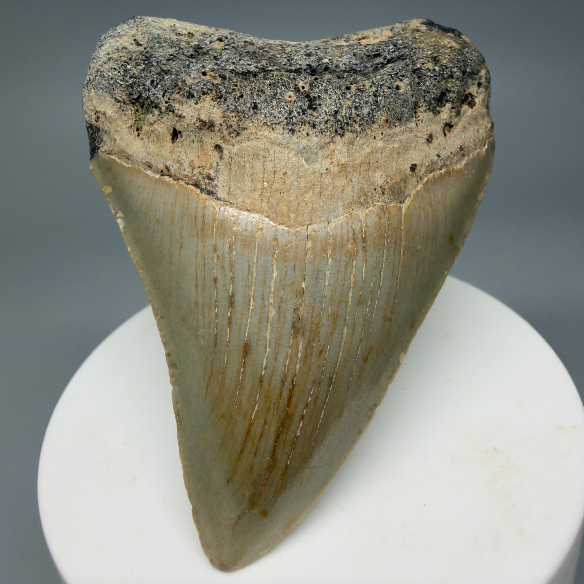 Front View Colorful 2.89" Fossil Megalodon Tooth - Authentic Carcharocles megalodon Fossil from North Carolina CM6295 - 1