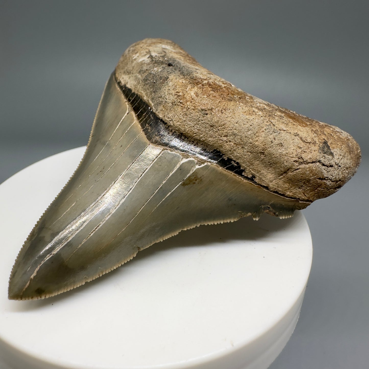 Colorful, serrated 2.89" Fossil Megalodon Shark Tooth from Georgia CM5138 - Front Right