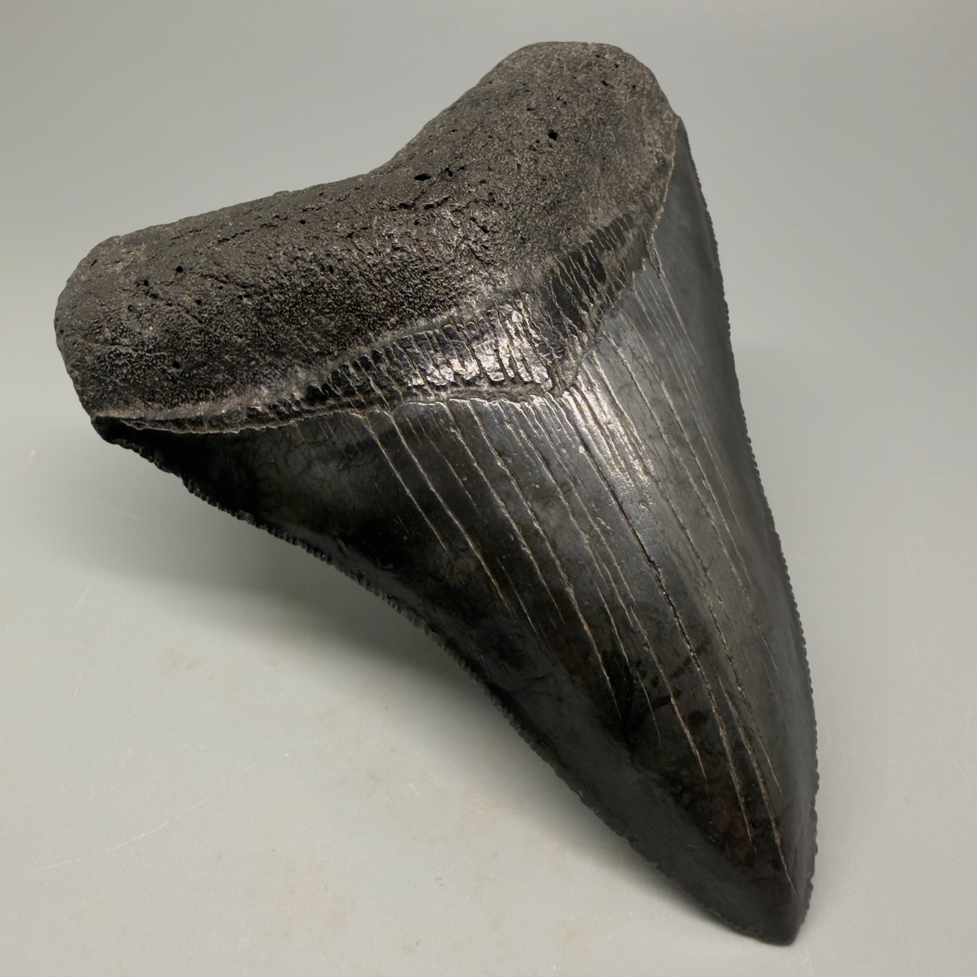Front Left View Authentic 4.21" Collector Megalodon Tooth – Jet Black Fossil Megalodon Tooth from South Carolina for Sale CM5406 