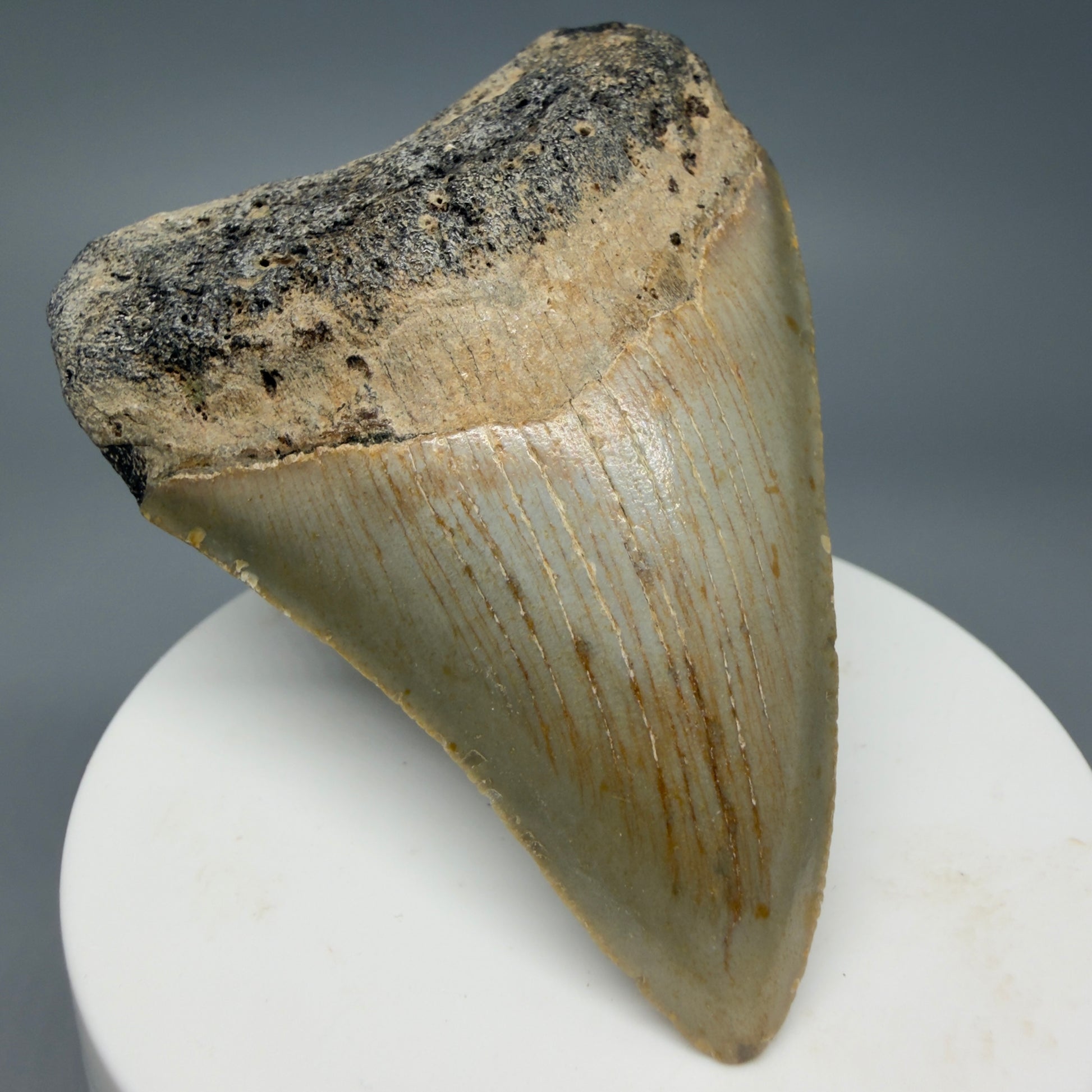 Front Left View Colorful 2.89" Fossil Megalodon Tooth - Authentic Carcharocles megalodon Fossil from North Carolina CM6295