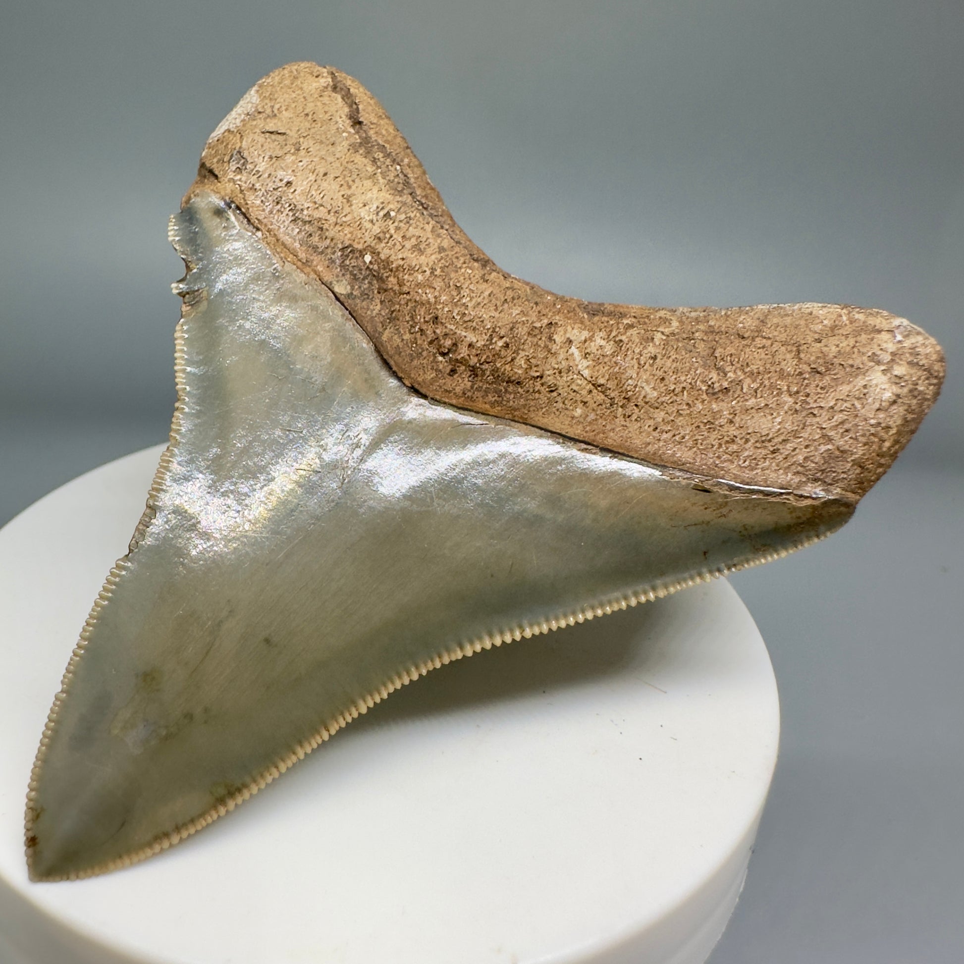 Colorful, serrated 2.89" Fossil Megalodon Shark Tooth from Georgia CM5138 - Back Left