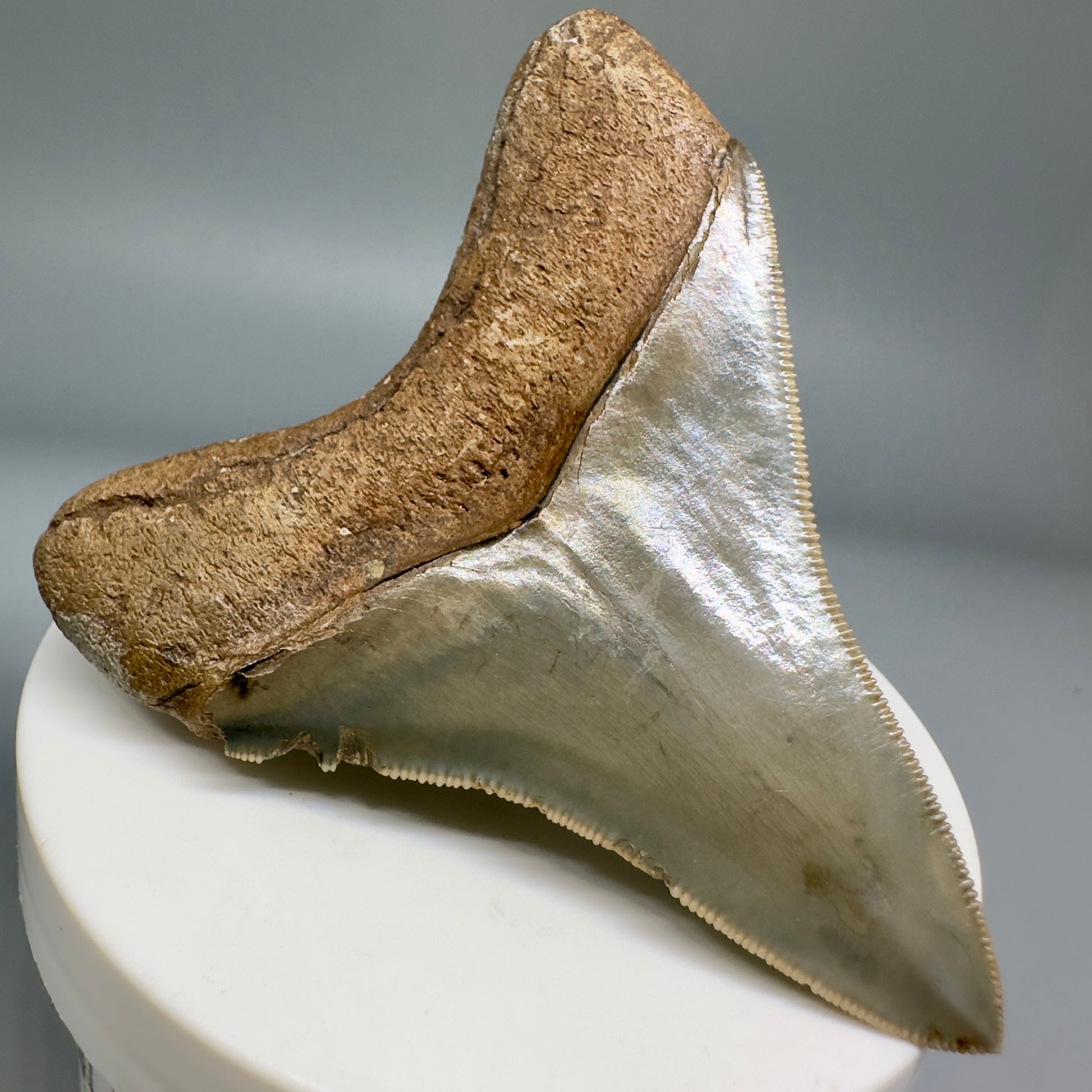 Colorful, serrated 2.89" Fossil Megalodon Shark Tooth from Georgia CM5138 - Back Right