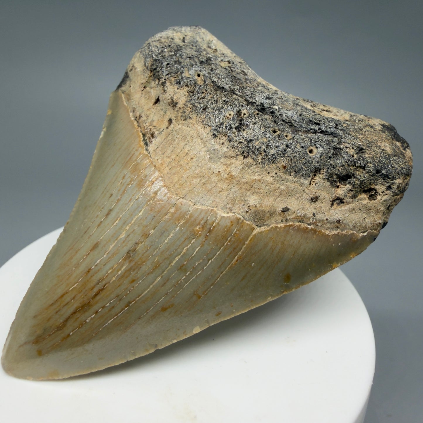 Front Right View Colorful 2.89" Fossil Megalodon Tooth - Authentic Carcharocles megalodon Fossil from North Carolina CM6295
