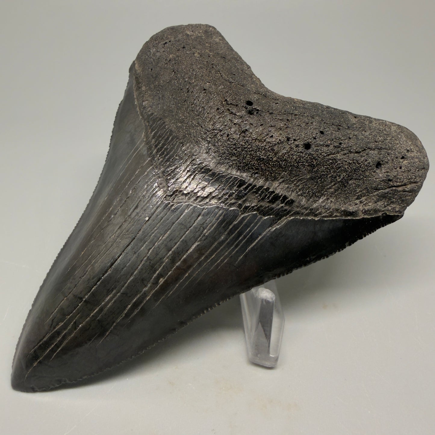 Front Right View Authentic 4.21" Collector Megalodon Tooth – Jet Black Fossil Megalodon Tooth from South Carolina for Sale CM5406 