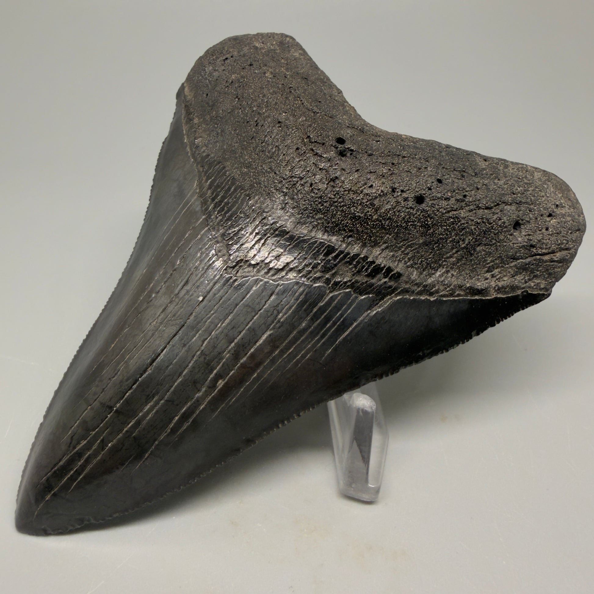 Front Right View Authentic 4.21" Collector Megalodon Tooth – Jet Black Fossil Megalodon Tooth from South Carolina for Sale CM5406 