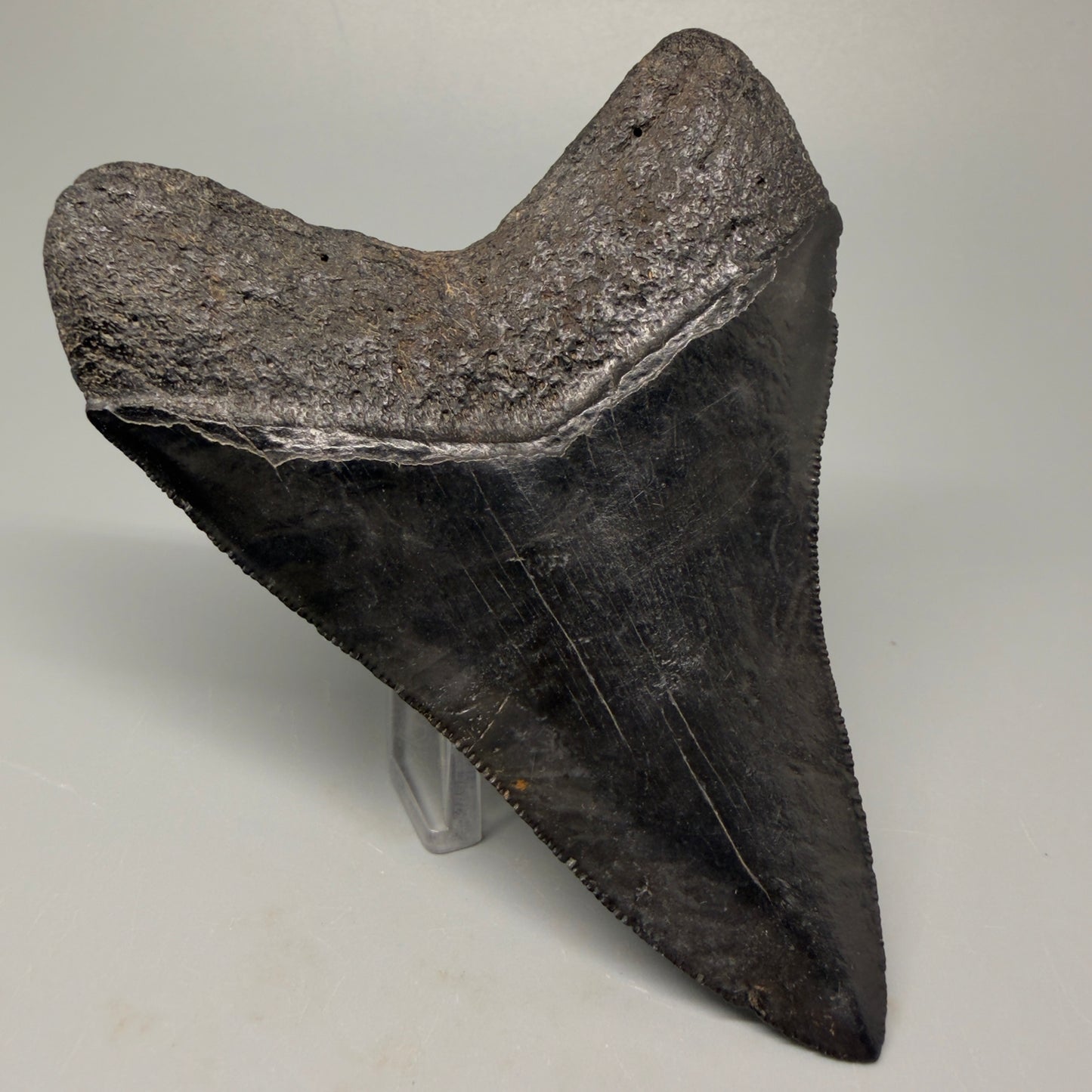Back Left View Authentic 4.21" Collector Megalodon Tooth – Jet Black Fossil Megalodon Tooth from South Carolina for Sale CM5406 