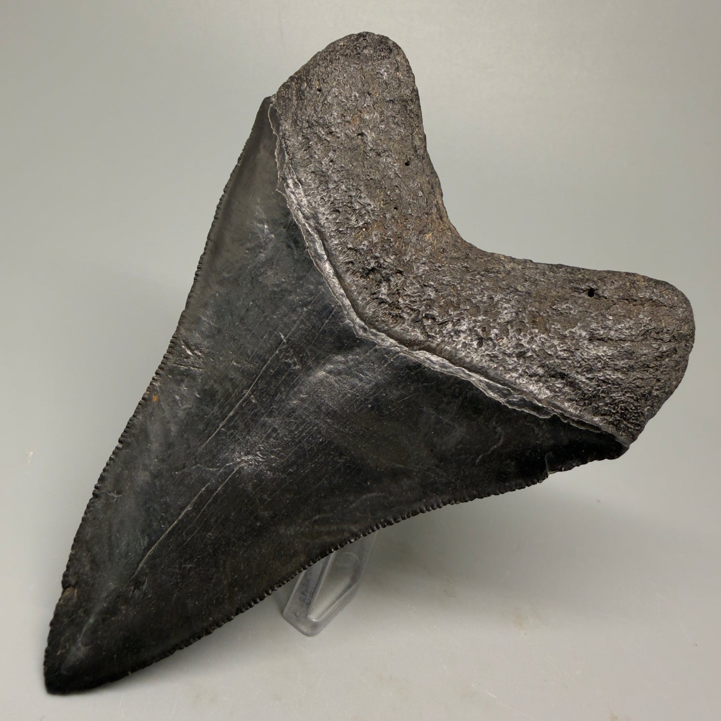 Back Right Left View Authentic 4.21" Collector Megalodon Tooth – Jet Black Fossil Megalodon Tooth from South Carolina for Sale CM5406 
