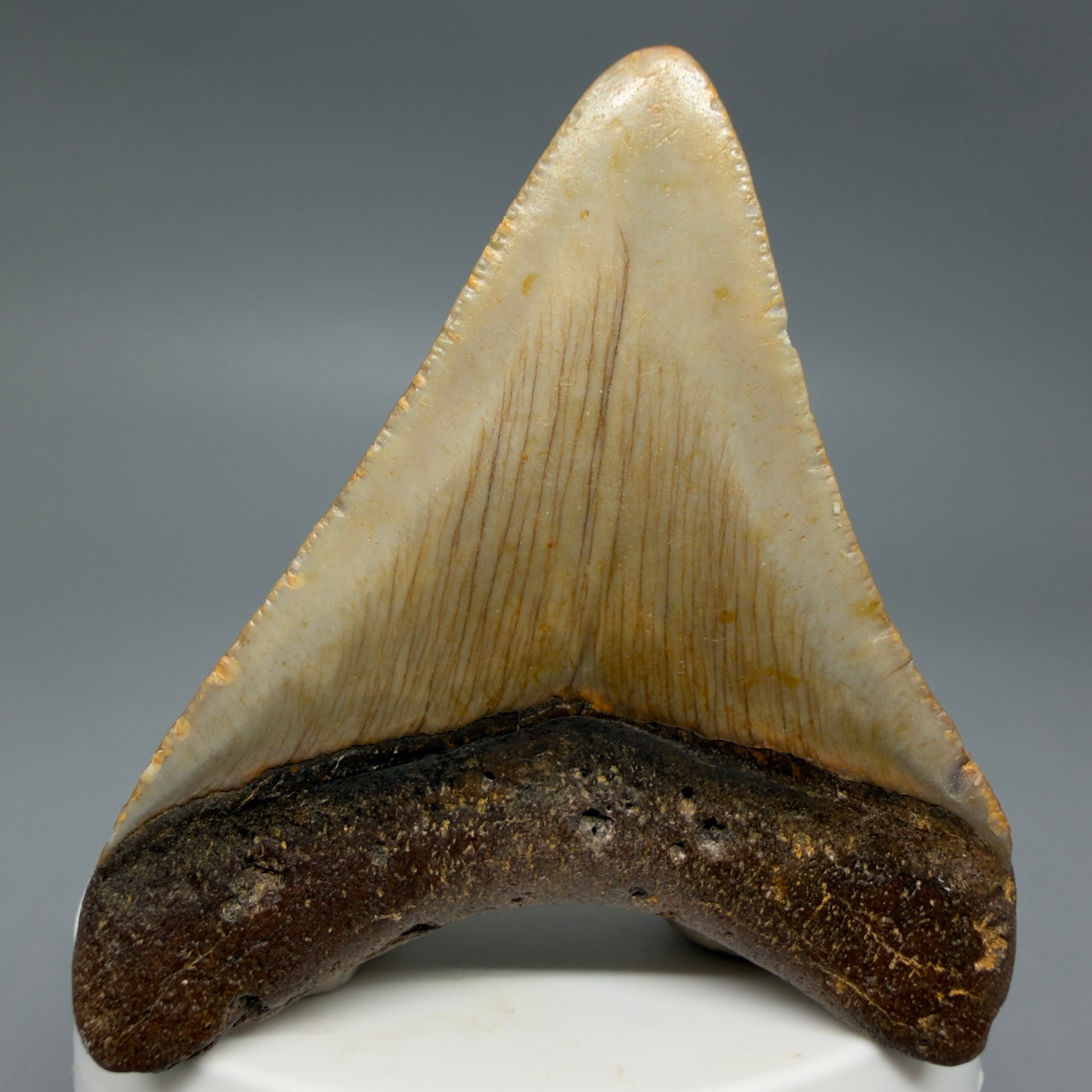 Back View Colorful 2.54" Fossil Megalodon Tooth - Authentic Carcharocles megalodon Fossil from North Carolina CM6290