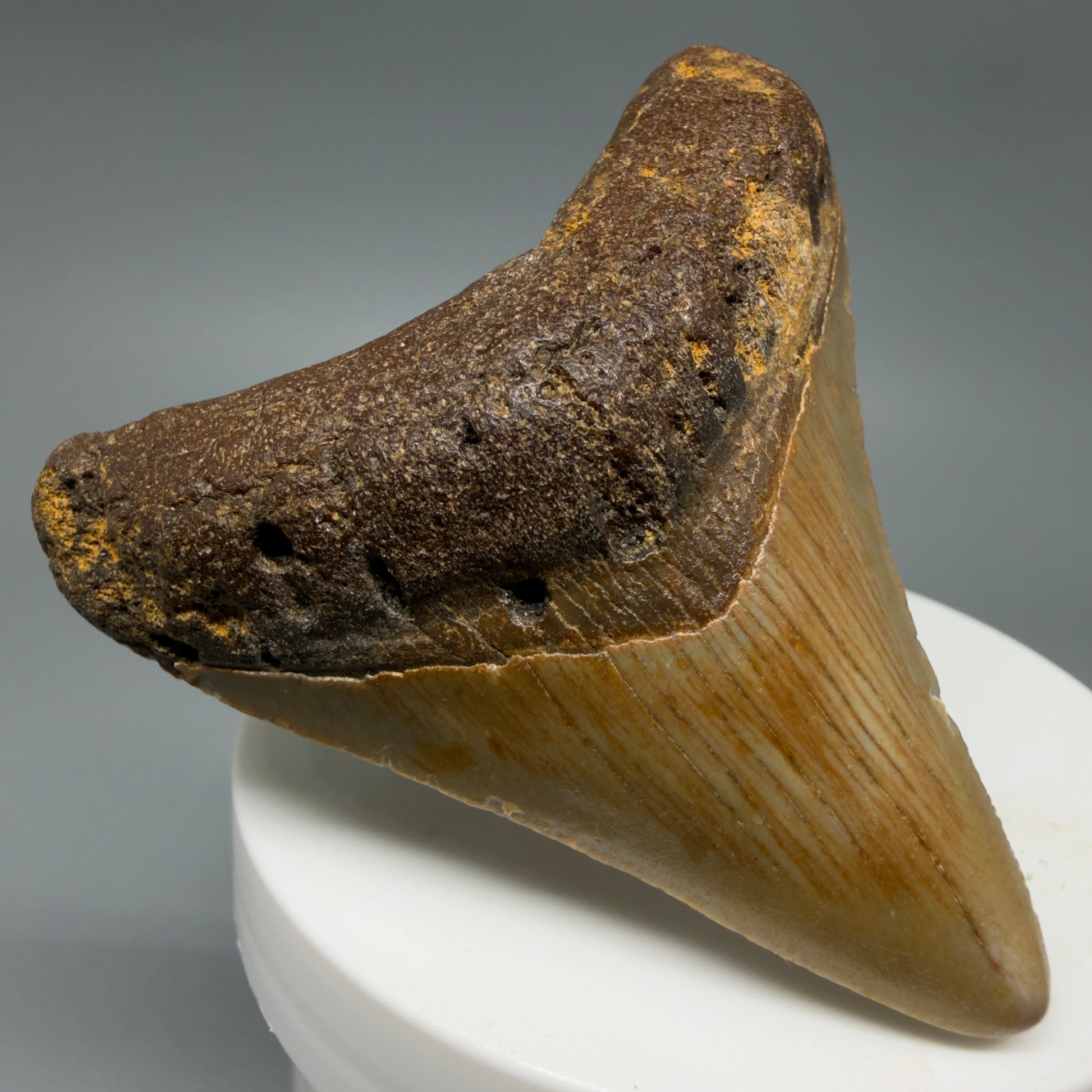 Front Left View Colorful 2.54" Fossil Megalodon Tooth - Authentic Carcharocles megalodon Fossil from North Carolina CM6290